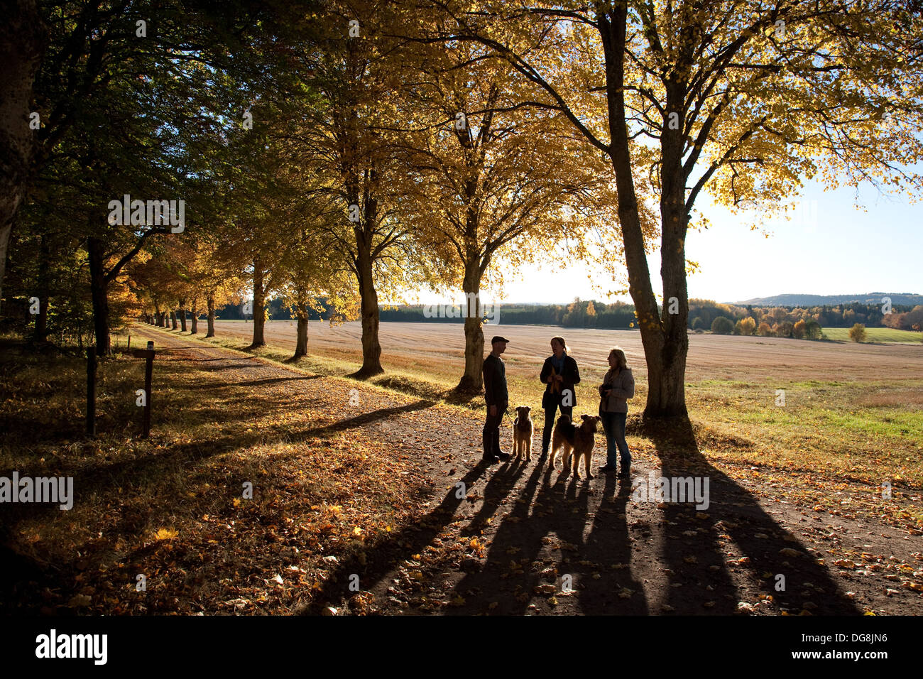 Tre persone a spasso con cani si fermano alla chat sotto un viale di alberi in Autunno colori Foto Stock