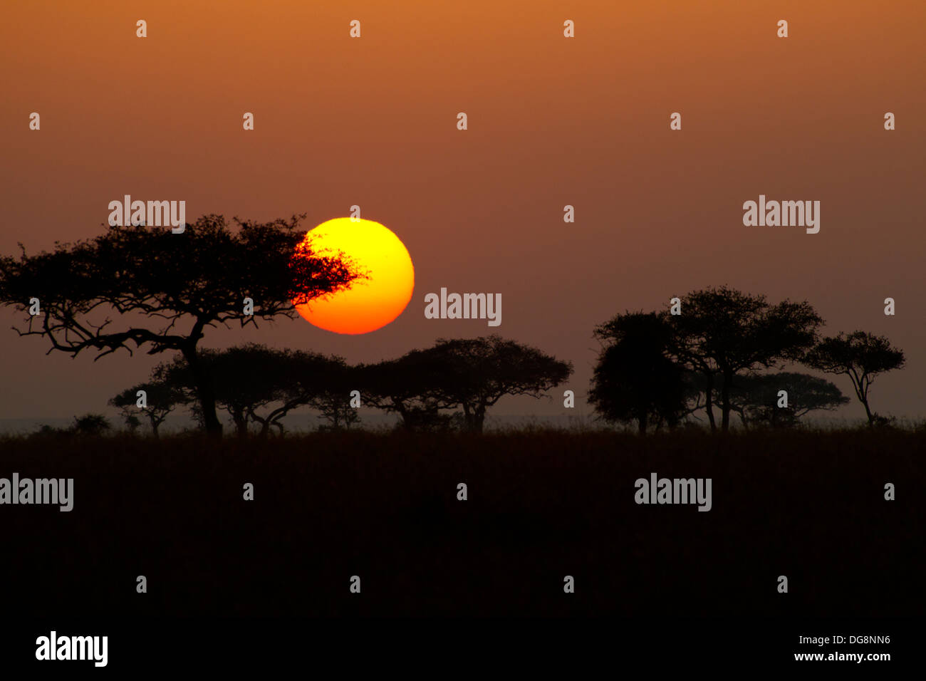 Tramonto su gli alberi di acacia del Serengeti Foto Stock