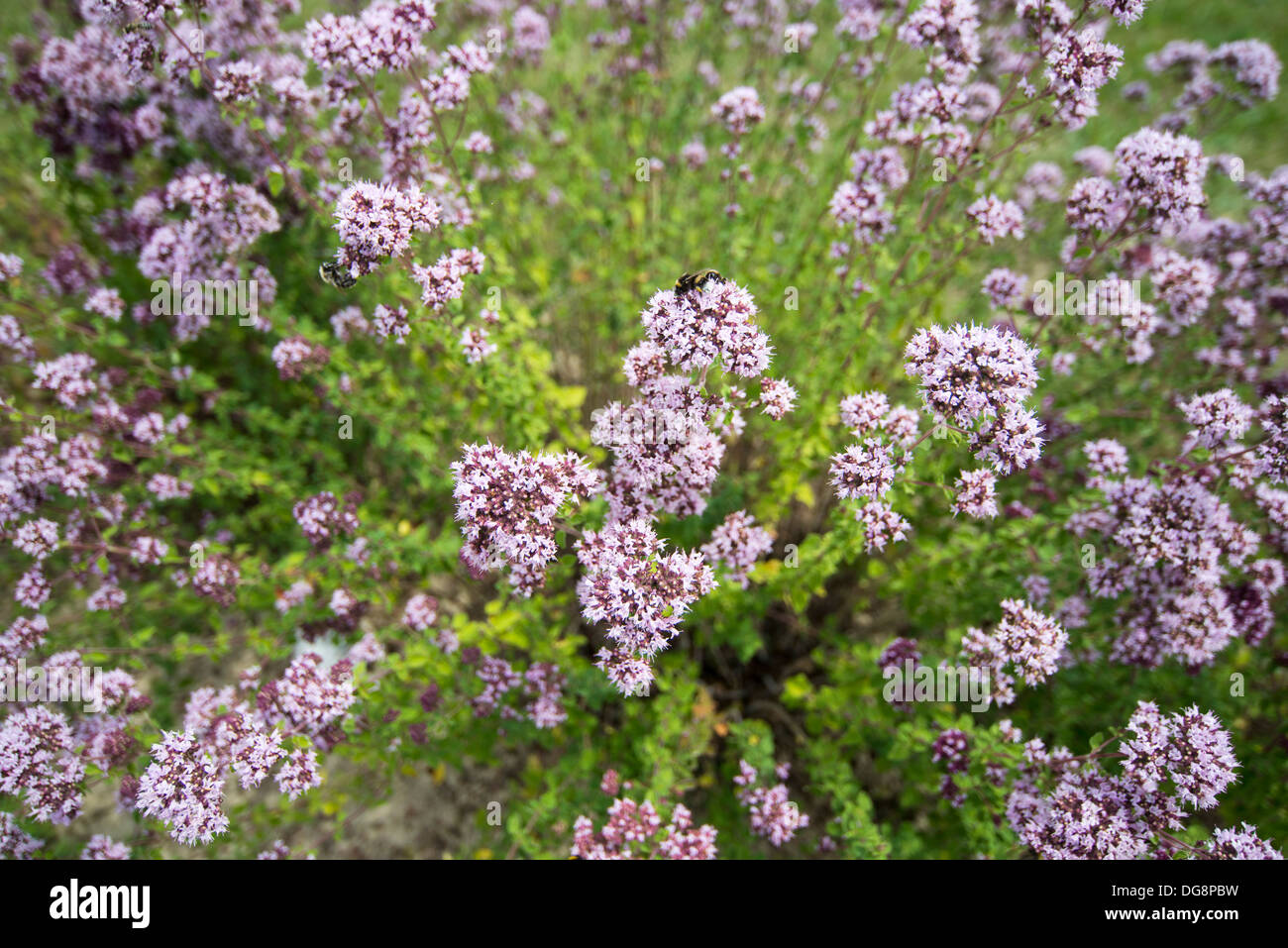 Fiori dell'origano Foto Stock