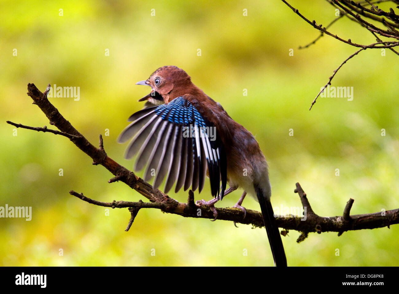 Recentemente sviluppato,Ghiandaia Garrulus glandarius,Elemosinare il cibo in una foresta,l'Irlanda Foto Stock