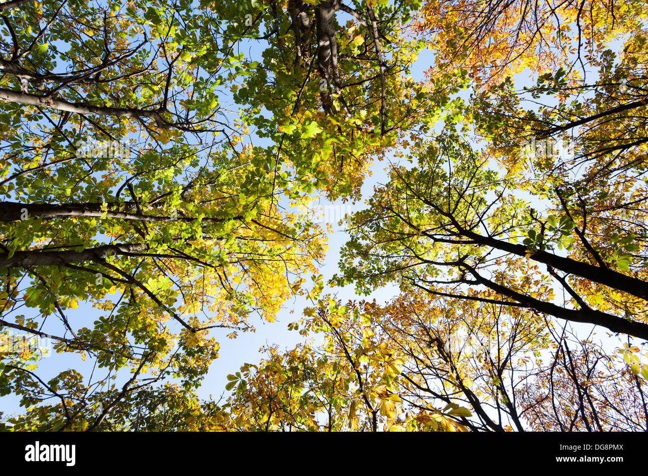 In autunno gli alberi sul cielo blu Foto Stock