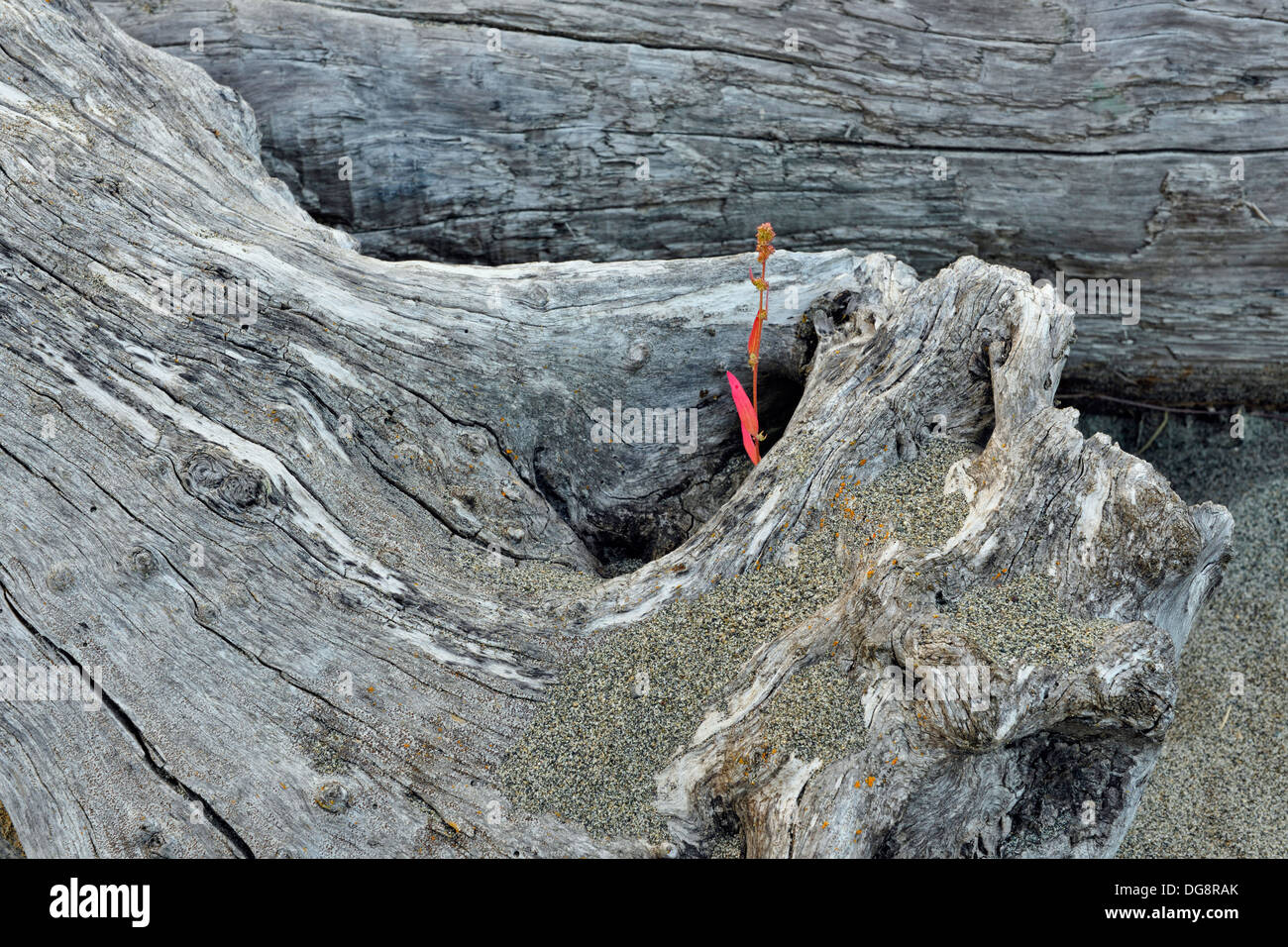 Driftwood log con tarda estate piante Saanich est prima nazione Riserva n. 2 Tsawout prima nazione BC Canada Foto Stock
