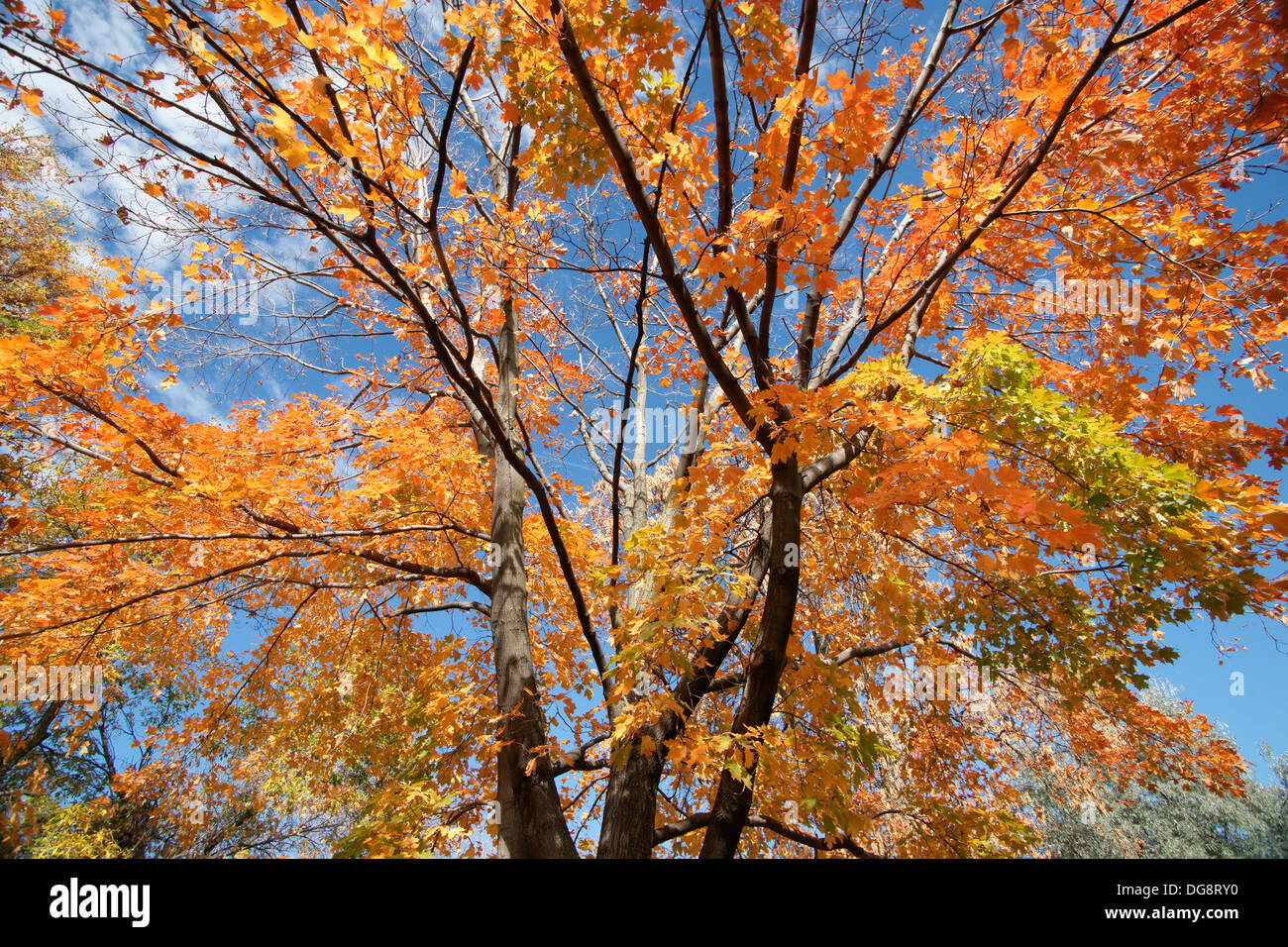 Albero con foglie di autunno Foto Stock