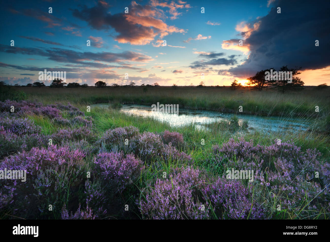 Tramonto sulla palude con la fioritura rosa heather, Fochteloerveen, Paesi Bassi Foto Stock