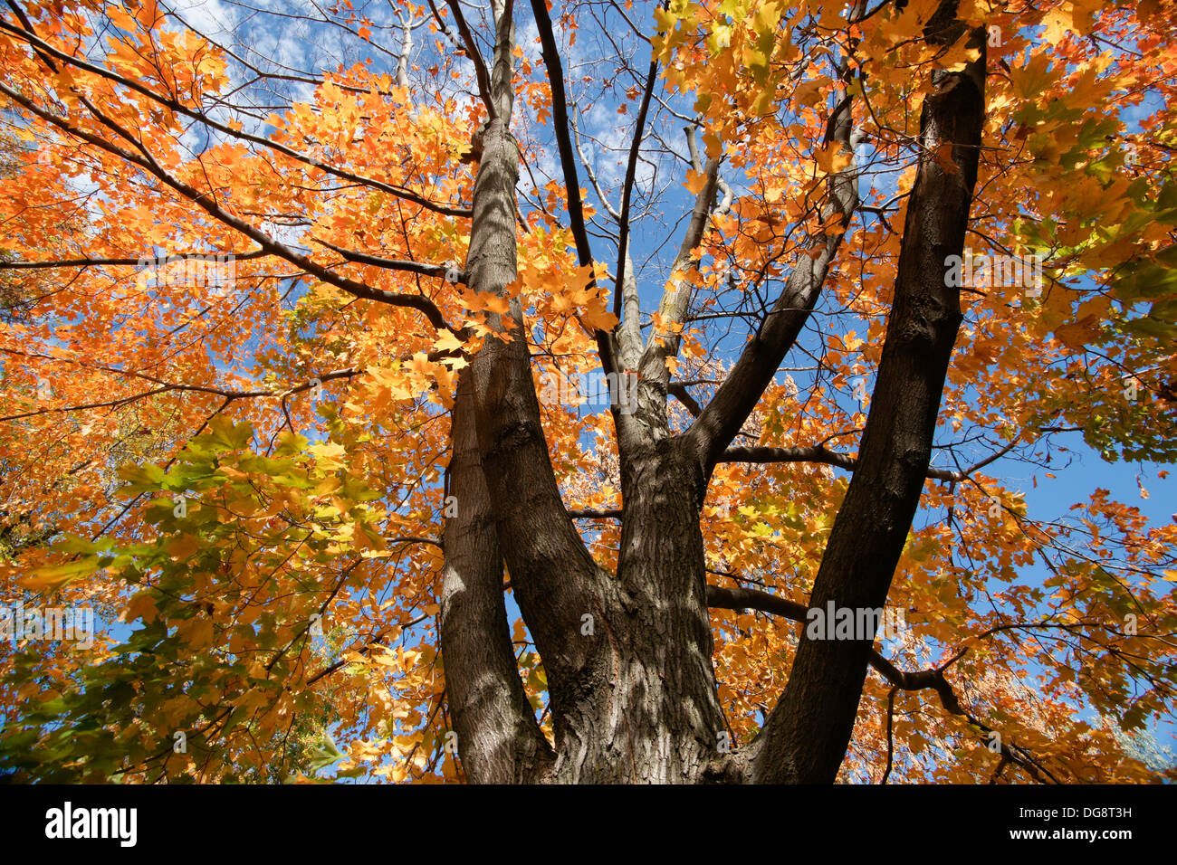 Albero con foglie di autunno Foto Stock