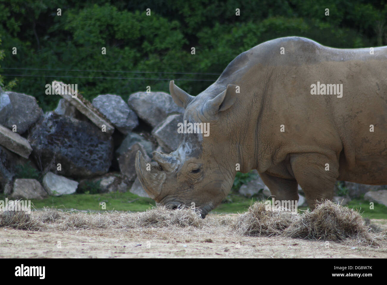 Il rinoceronte bianco (o Rhino per breve) è trovato in Sud Africa. Il rinoceronte maschio può raggiungere una lunghezza del corpo di 4m, Foto Stock