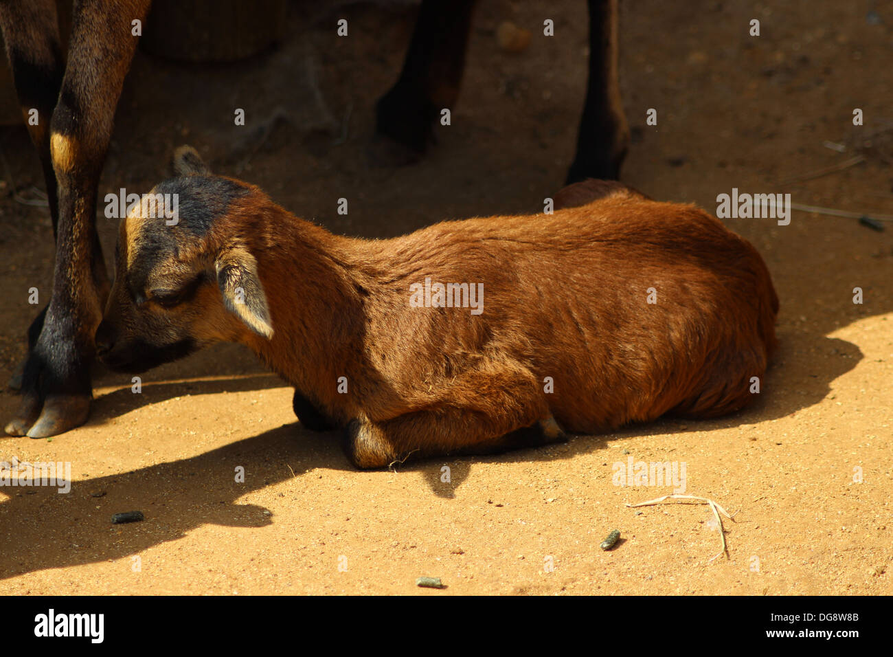 Capre pigmee sono piccole, cornuto caprini che sono stati utilizzati per la produzione di carne e latte. Esse sono tra 16 e 23 centimetri di altezza Foto Stock