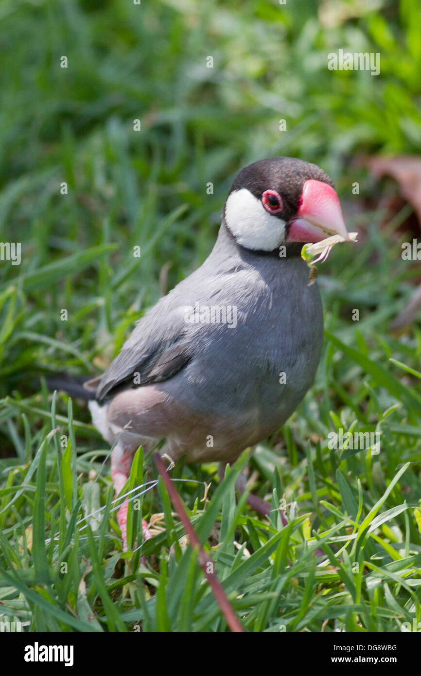 Java Sparrow con il cibo in esso è bill (Padda oryzivora) Oahu, alle Hawaii Foto Stock