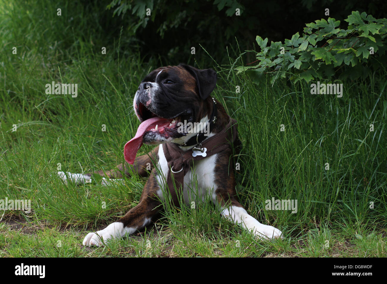 Il Boxer è una razza di piuttosto tozzo, medie a pelo corto cani sviluppato in Germania. Il mantello è liscio e ben aderente; Foto Stock