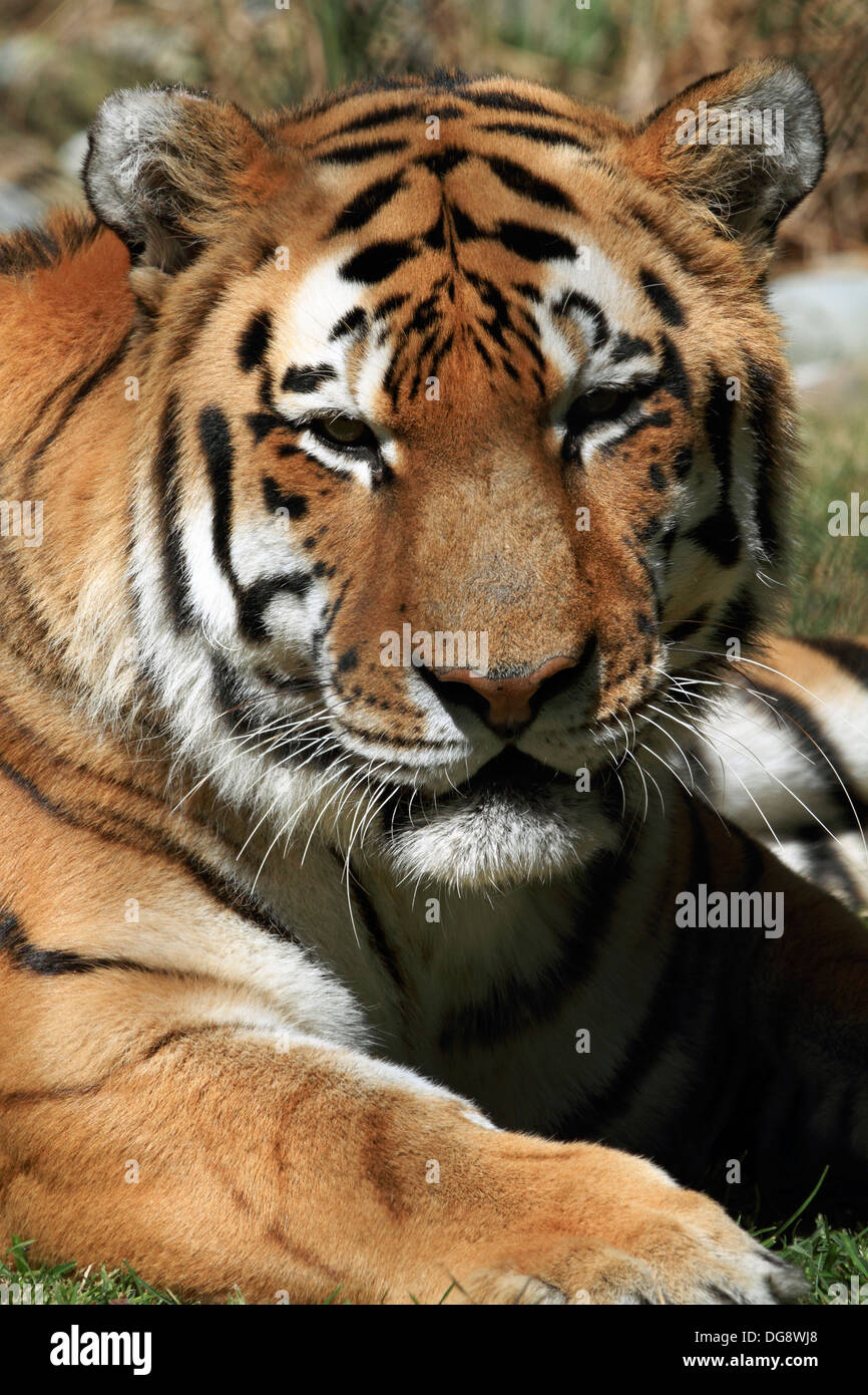 Una tigre di Amur anche chiamato la tigre siberiana. Cape May County Zoo, New Jersey, STATI UNITI D'AMERICA Foto Stock