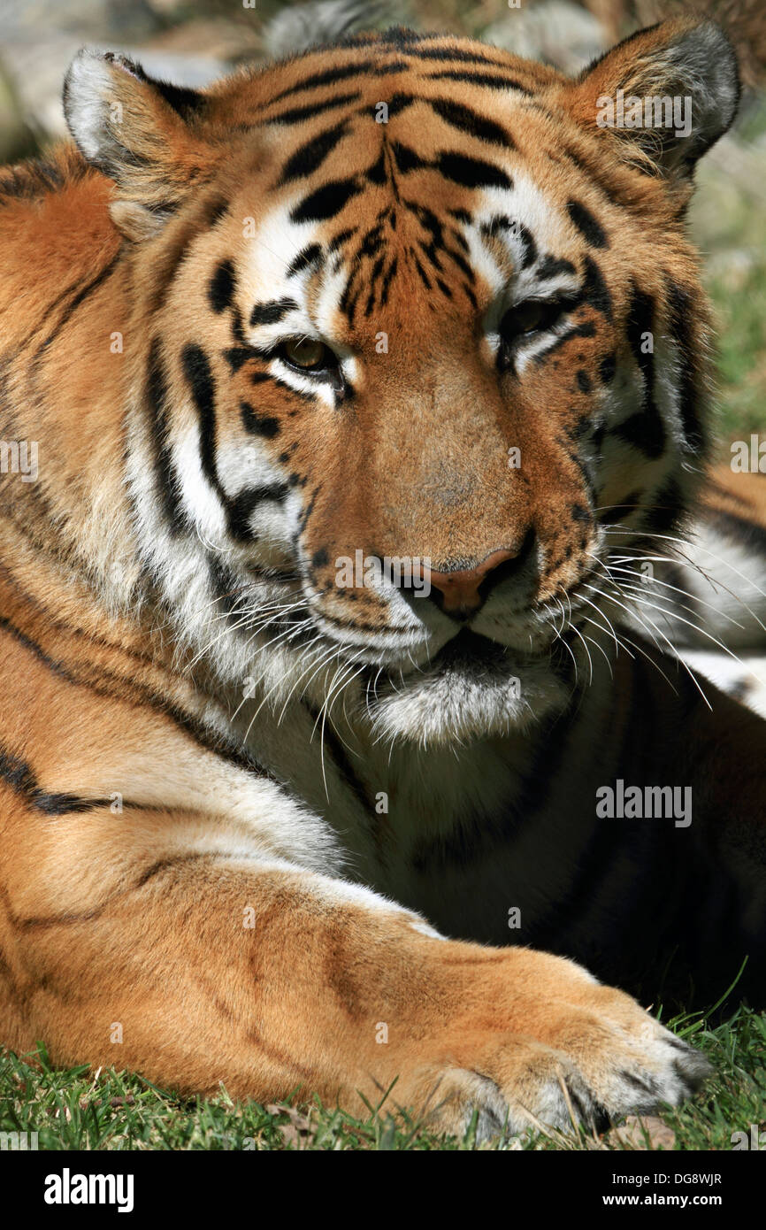 Una tigre di Amur anche chiamato la tigre siberiana. Cape May County Zoo, New Jersey, STATI UNITI D'AMERICA Foto Stock