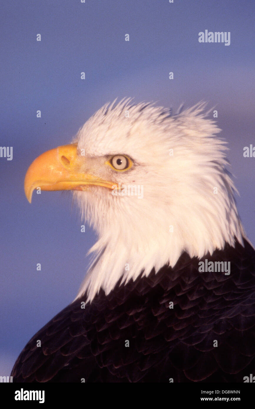 Aquila calva closeup.(Haliaeetus leucocephalus).Omero, Alaska Foto Stock