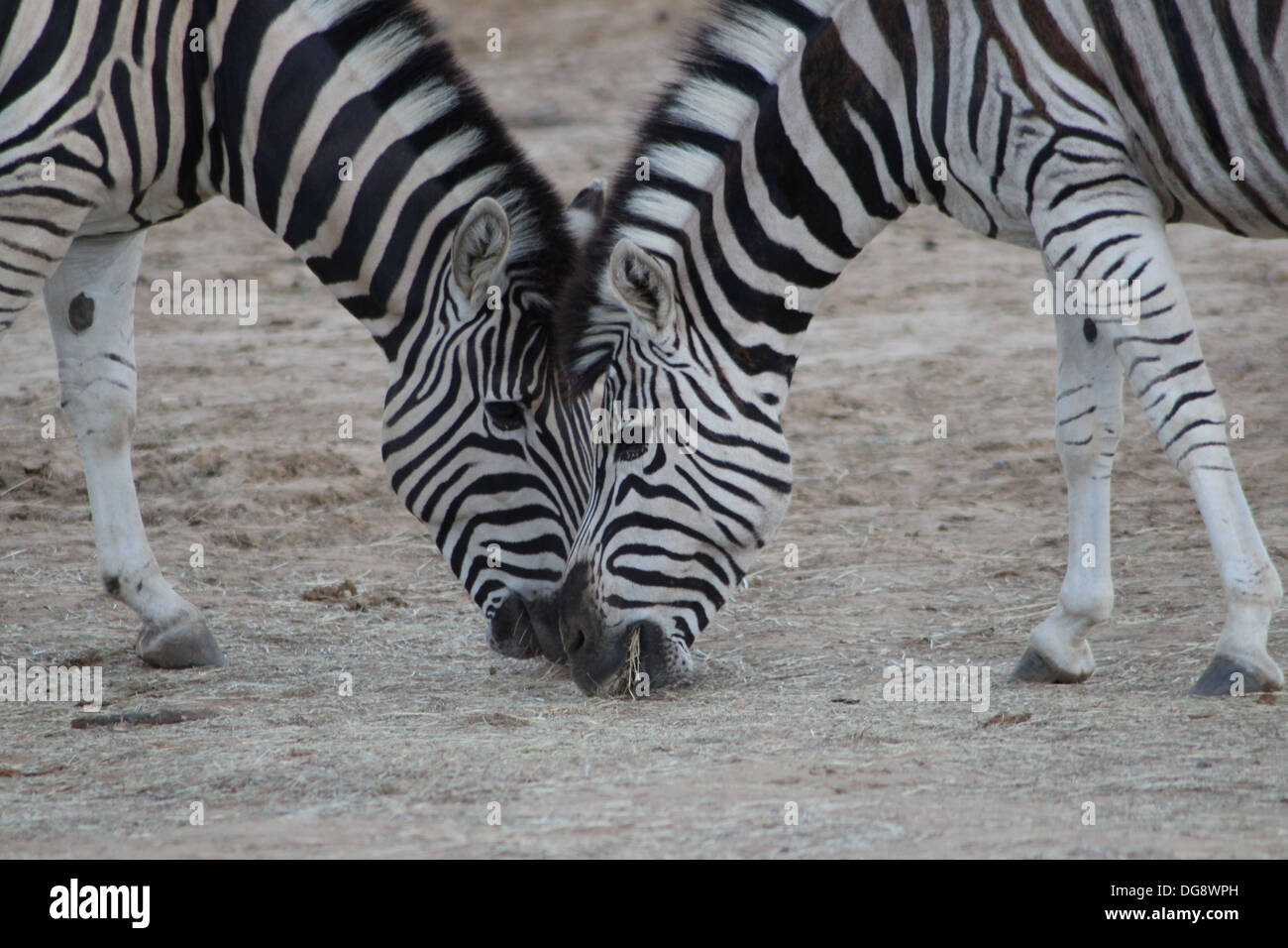 Il Damara zebra è un sub specie del Burchell's zebra, che è una sottospecie di pianura zebra. Foto Stock