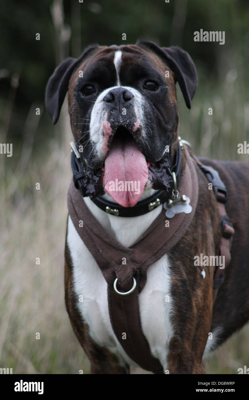 Il Boxer è una razza di piuttosto tozzo, medie a pelo corto cani sviluppato in Germania. Il mantello è liscio e aderente Foto Stock