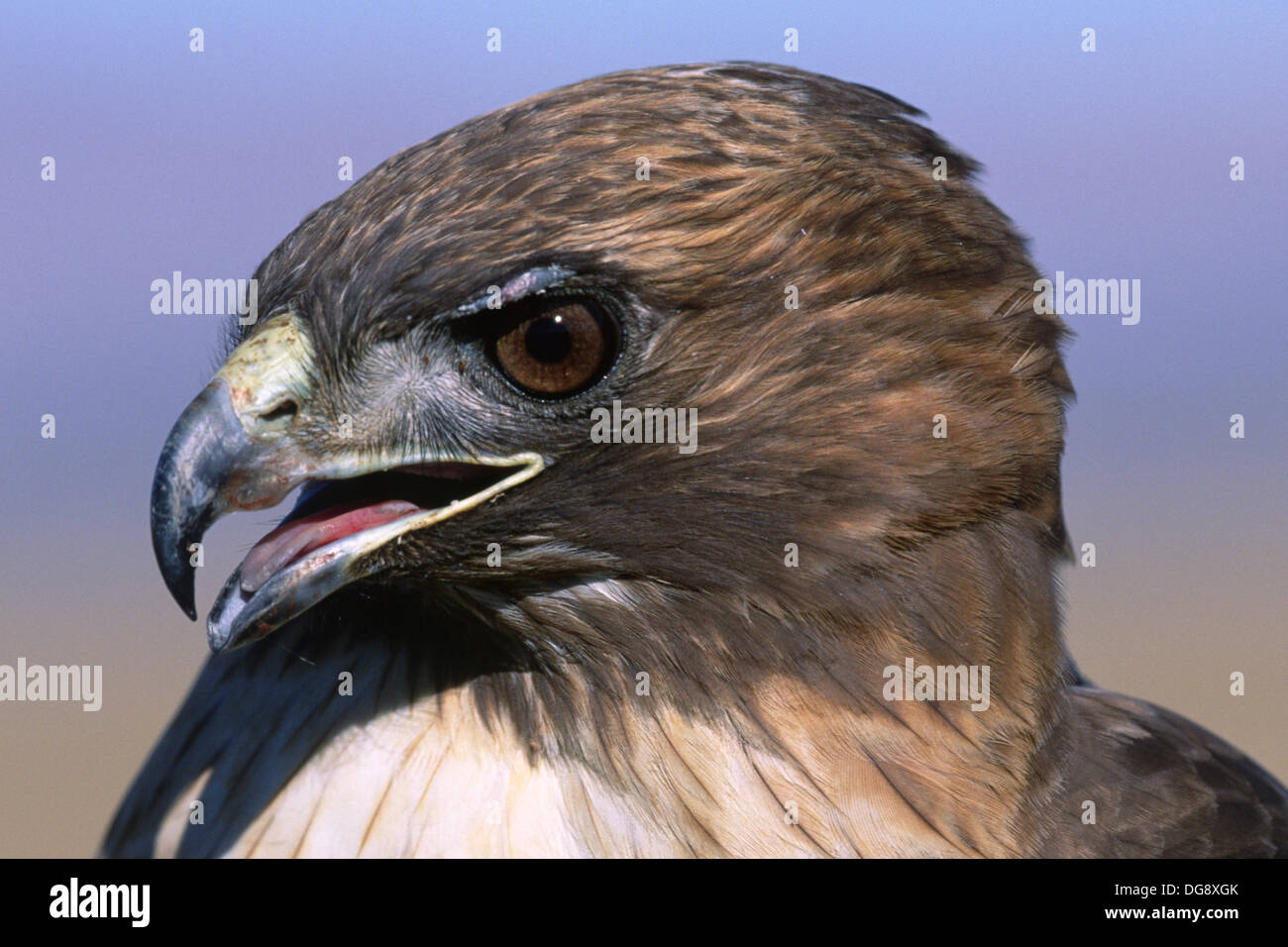 Falco Red-Tailed closeup che mostra la linguetta.(Buteo jamaicensis).Antelope Valley, California Foto Stock