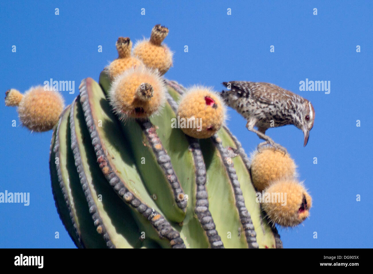 Cactus Wren mangiare cactus pear frutta.(Campylorhynchus brunneicapillus).Baja California, Messico Foto Stock