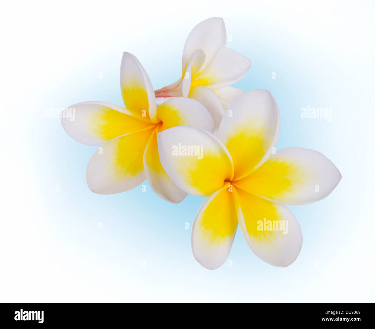 Il Frangipani plumeria Spa fiore isolato su bianco Foto Stock