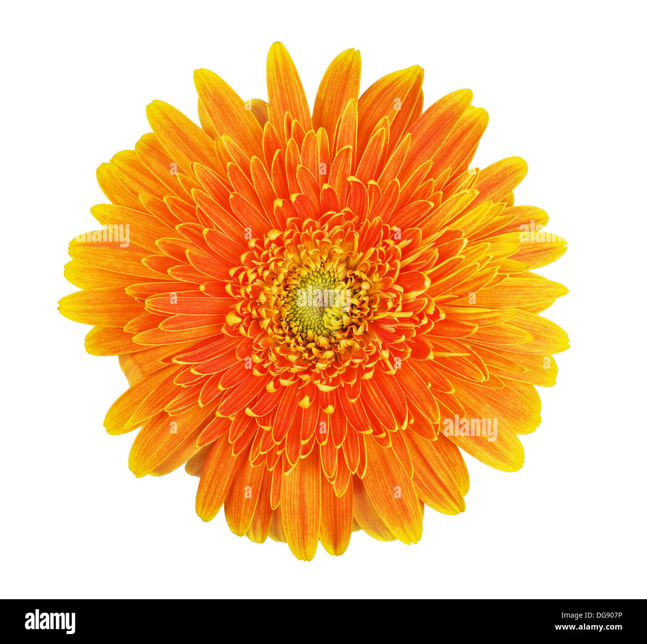 Bella orange gerbera fiore isolato su sfondo bianco Foto Stock