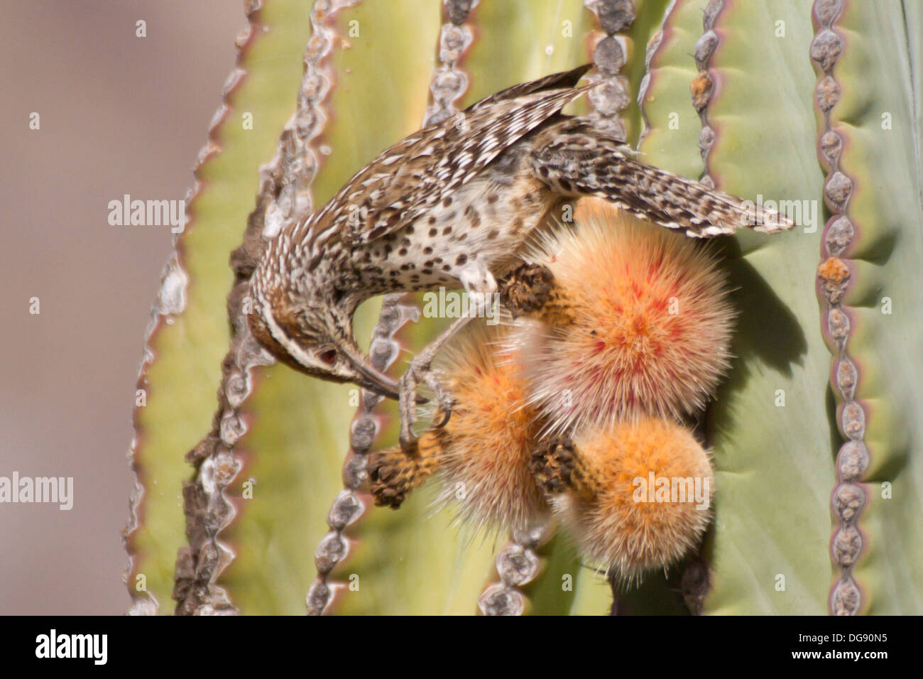 Cactus Wren mangiare Cardon Cactus Pear.(Campylorhynchus brunneicapillus).Baja California Foto Stock