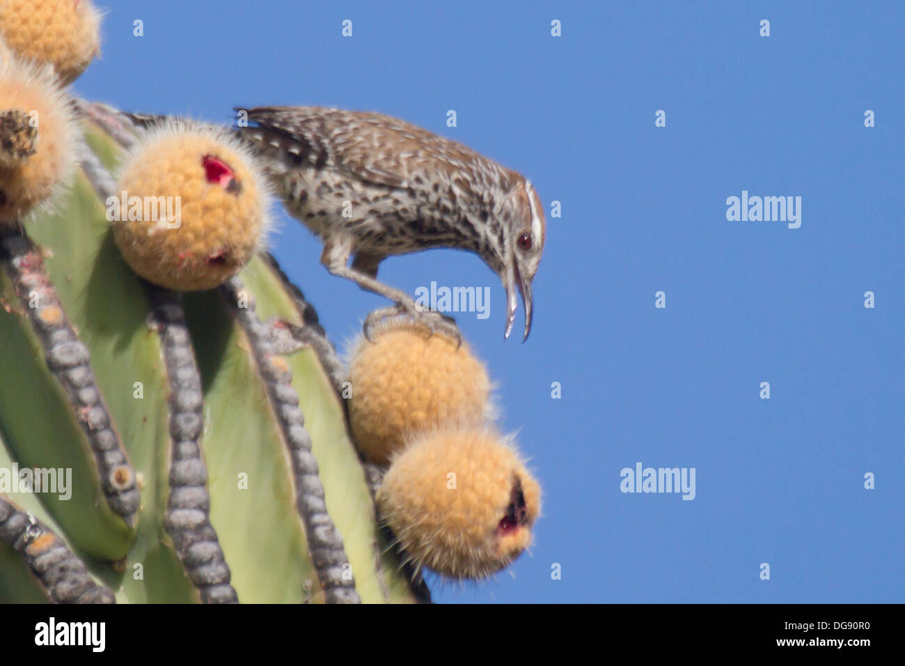 Cactus Wren mangiare Cardon Cactus Pear.(Campylorhynchus brunneicapillus).Baja California Foto Stock