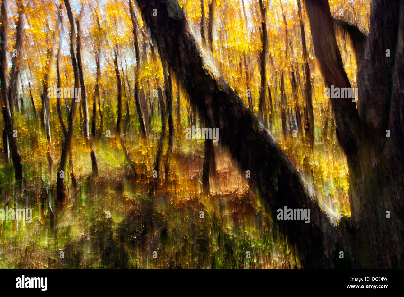 Autunno Tree Blur su Mountains-to-Sea Trail, vicino a Craggy Gardens - Asheville, North Carolina, Stati Uniti Foto Stock