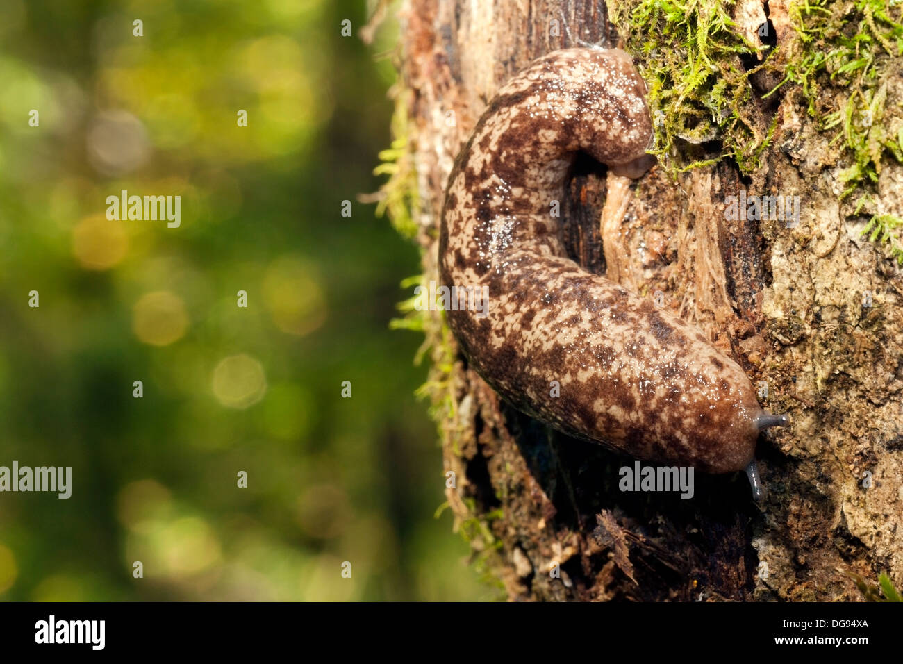 Close-up Slug in Pisgah National Forest - nei pressi di Brevard, North Carolina, STATI UNITI D'AMERICA Foto Stock