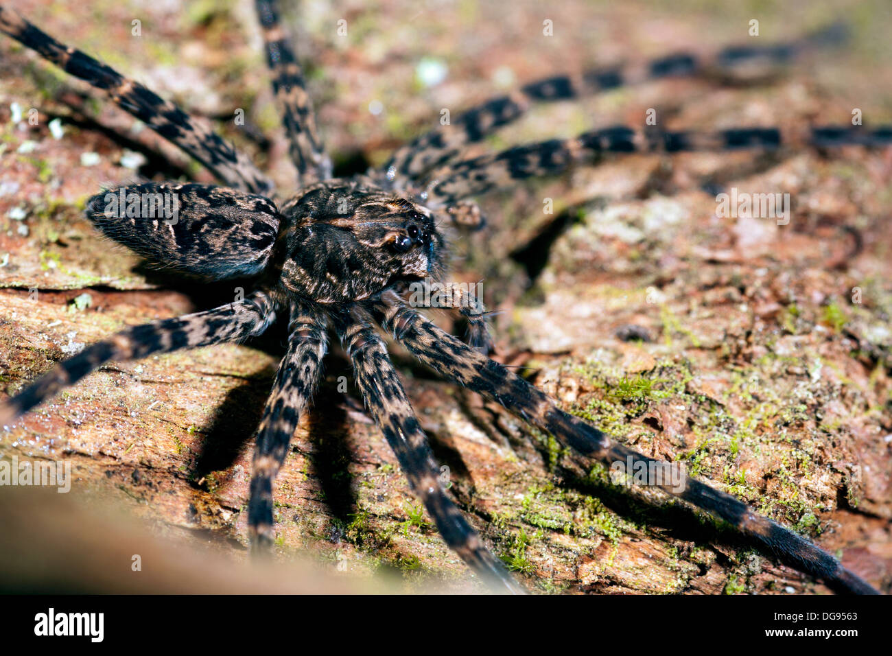 Wolf Spider specie - Brevard, Carolina del Nord Foto Stock