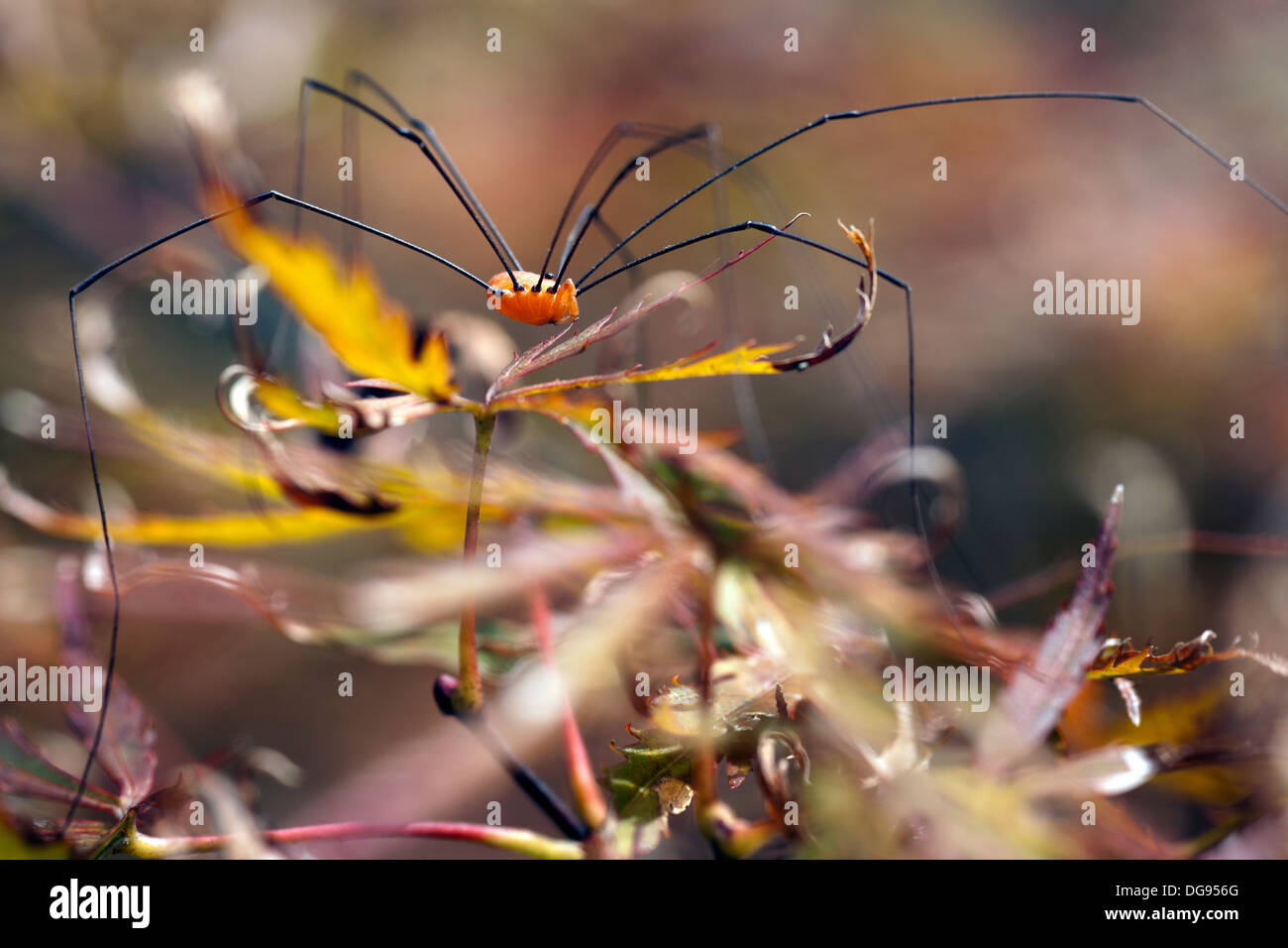 Harvestmen Spider - Brevard, North Carolina, STATI UNITI D'AMERICA Foto Stock