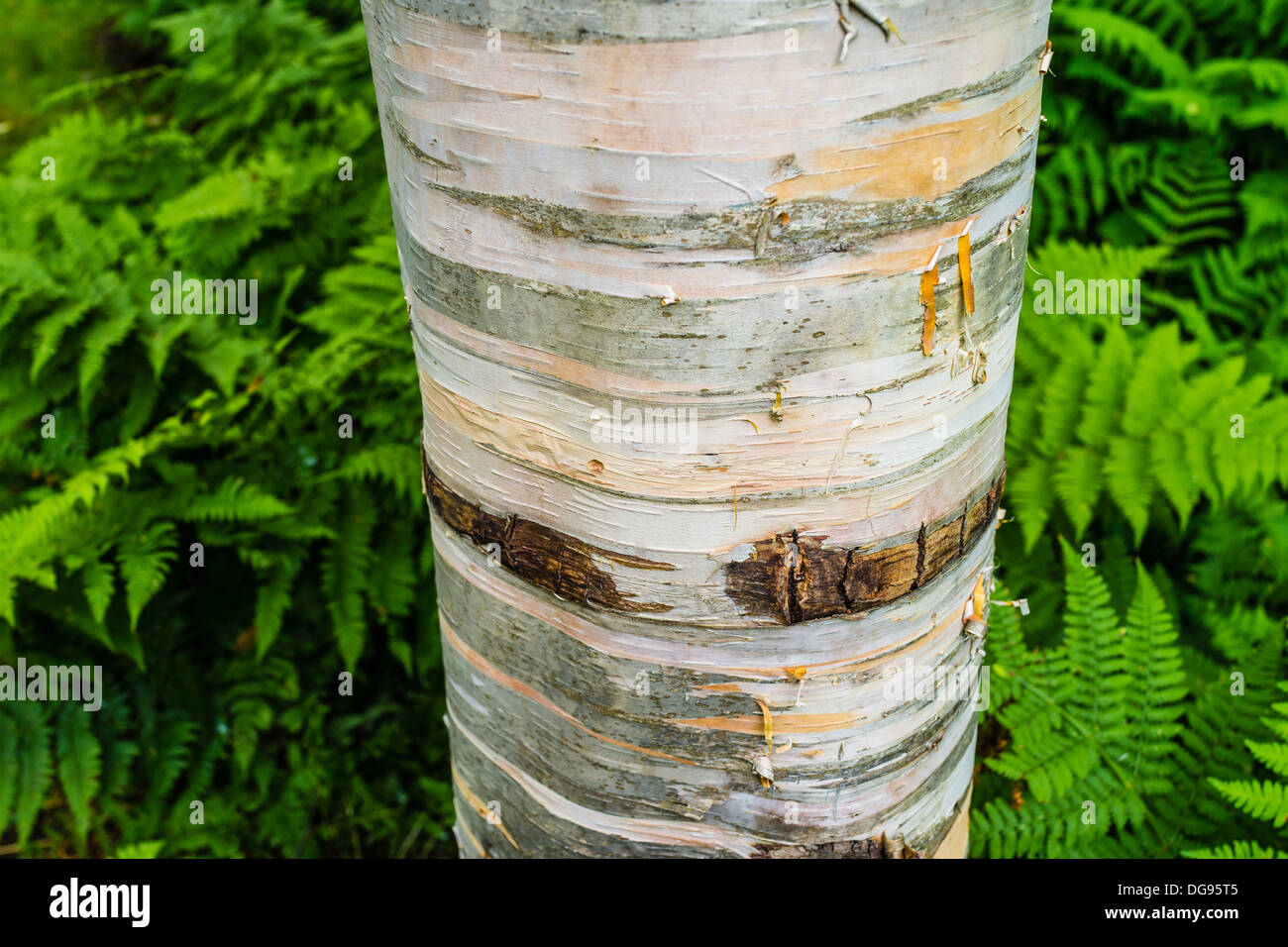 Close-up di corteccia di betulla in Hopewell Rocks Parco presso la Baia di Fundy, New Brunswick, Canada. Foto Stock