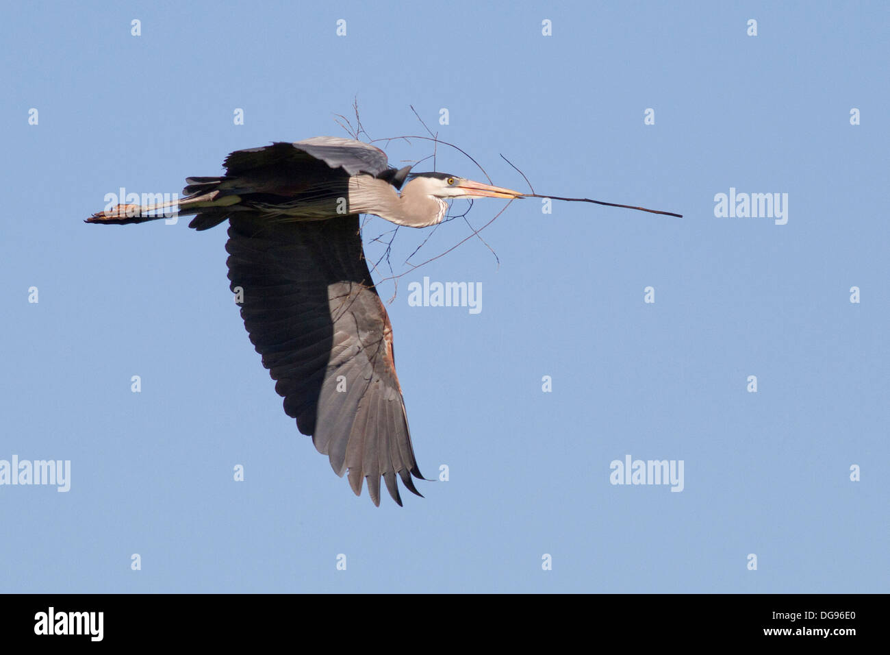 Airone blu vola con un ver filiale di grandi dimensioni nel suo disegno di legge per la costruzione di un nido .(Ardea erodiade).Bolsa Chica Zone Umide,California Foto Stock