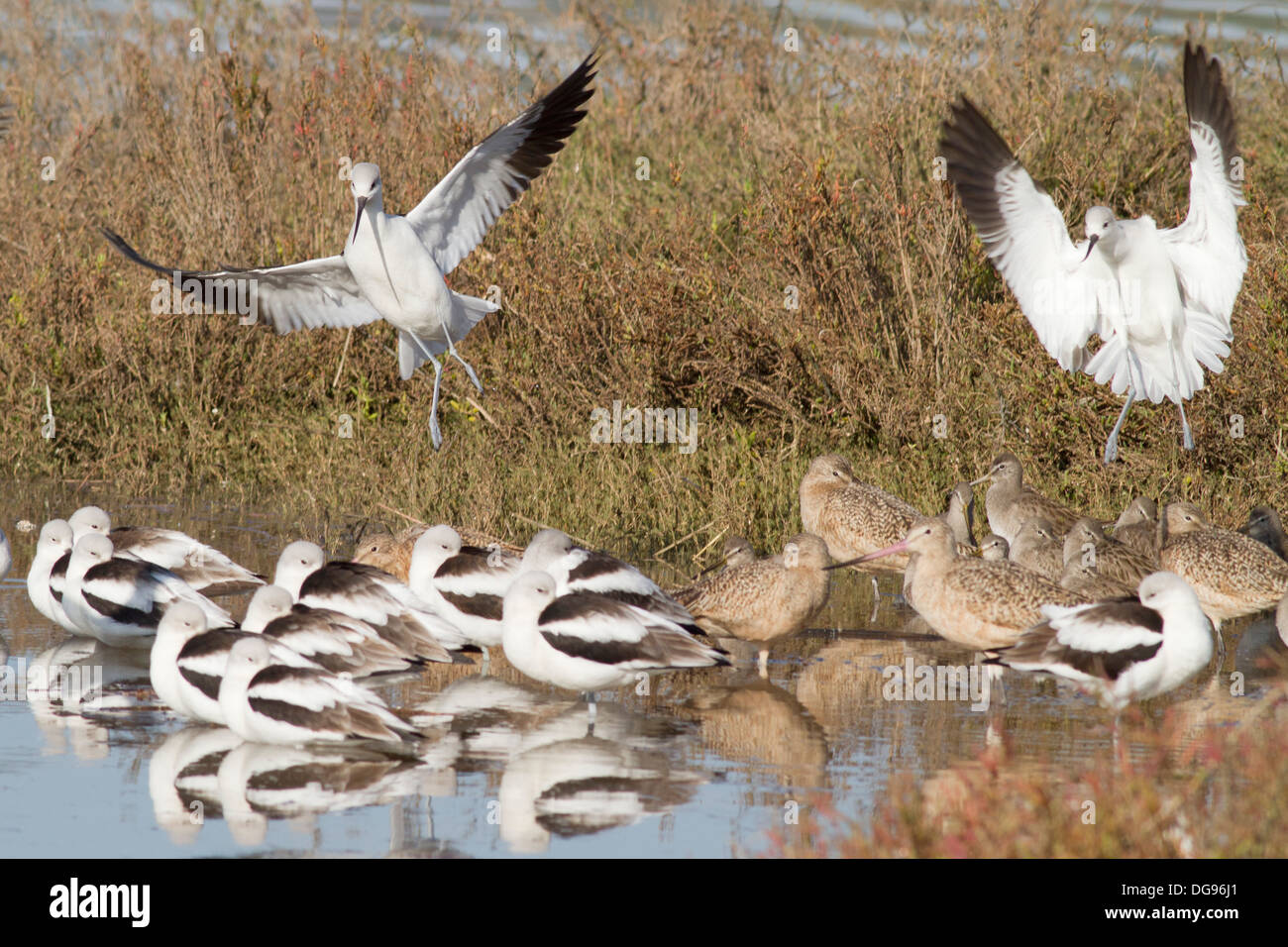 Coppia di American avocette lo sbarco nei pressi di altri uccelli shore-headon vista.(Recurvirostra americana).Back Bay riserva,California Foto Stock