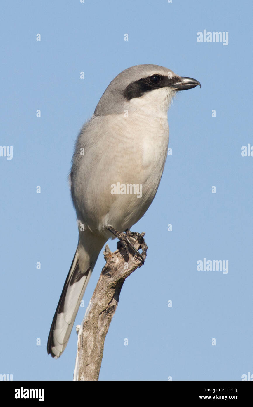 Shrike caretta.(Lanius ludovicianus).Bolsa Chica Zone Umide,California Foto Stock