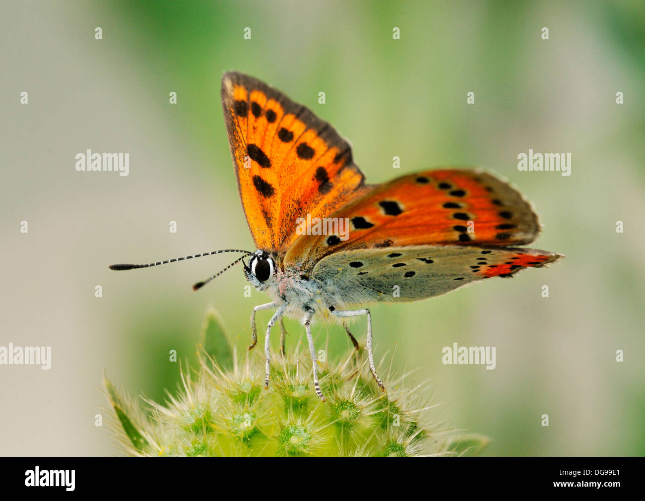 Rame di grandi dimensioni - farfalla Lycaena dispar femmina Foto Stock