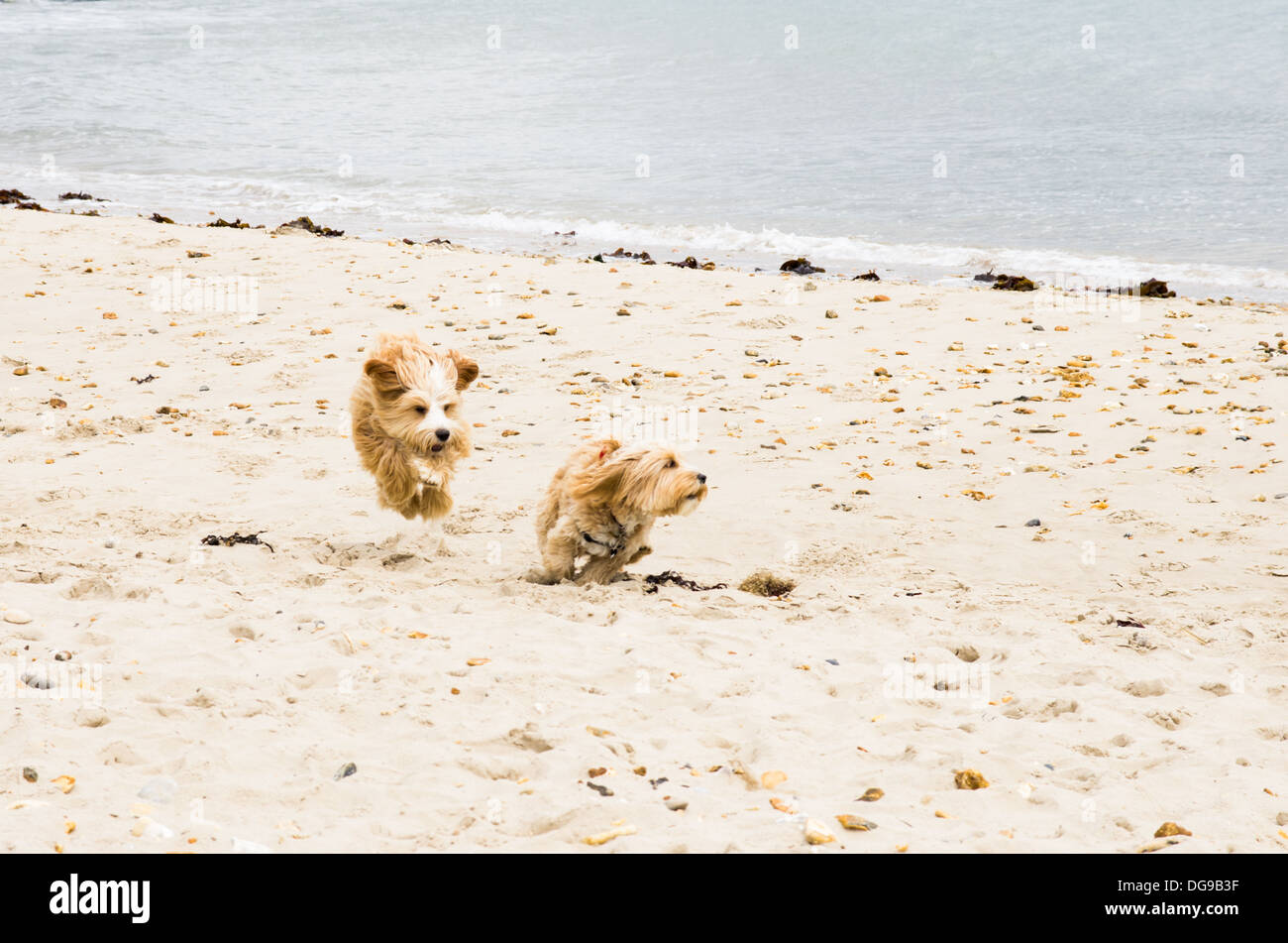 Una scena di spiaggia con due brown shaggy Cani giocando nella sabbia vicino al mare. Foto Stock
