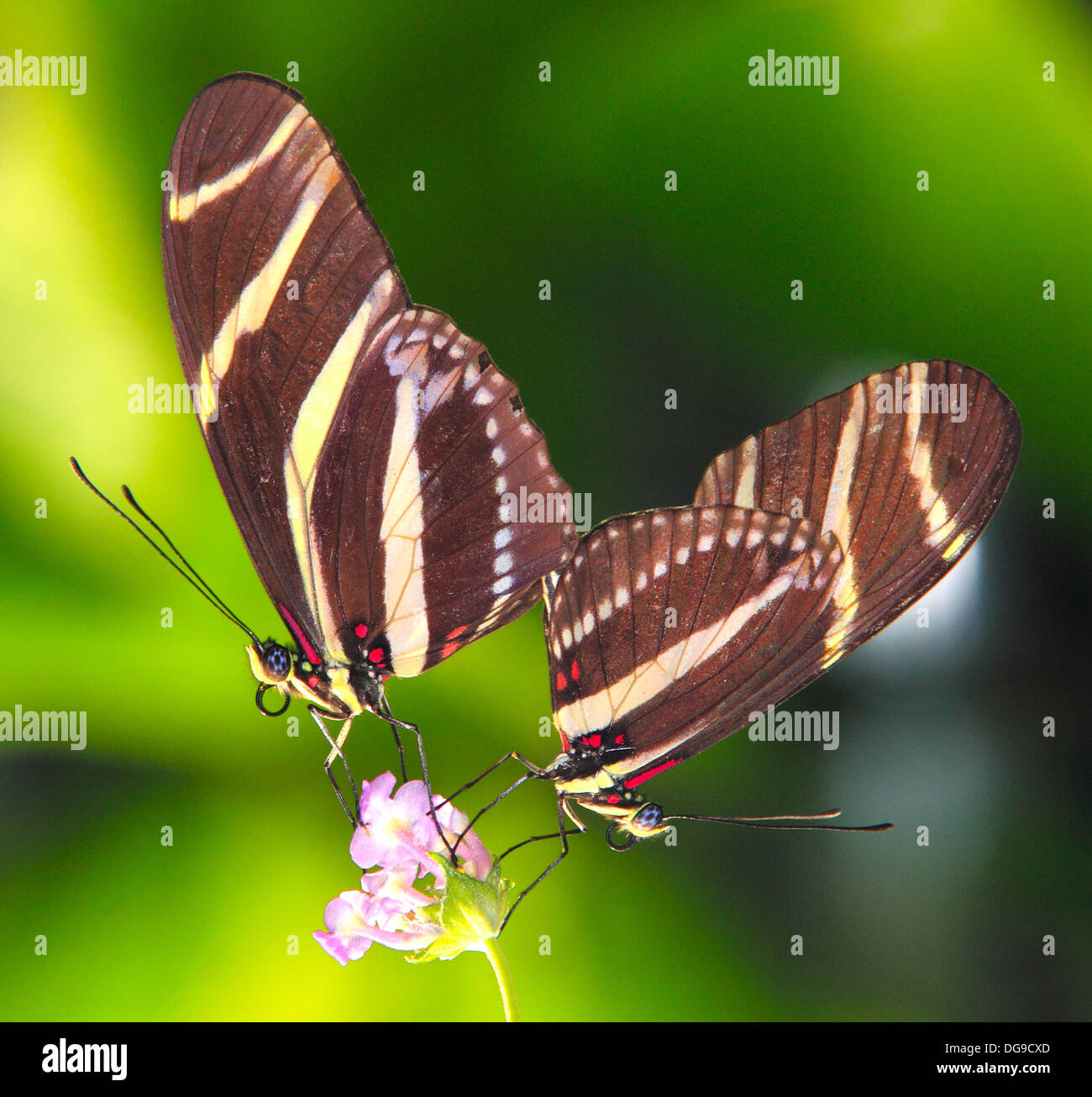 Farfalle coniugata Foto Stock