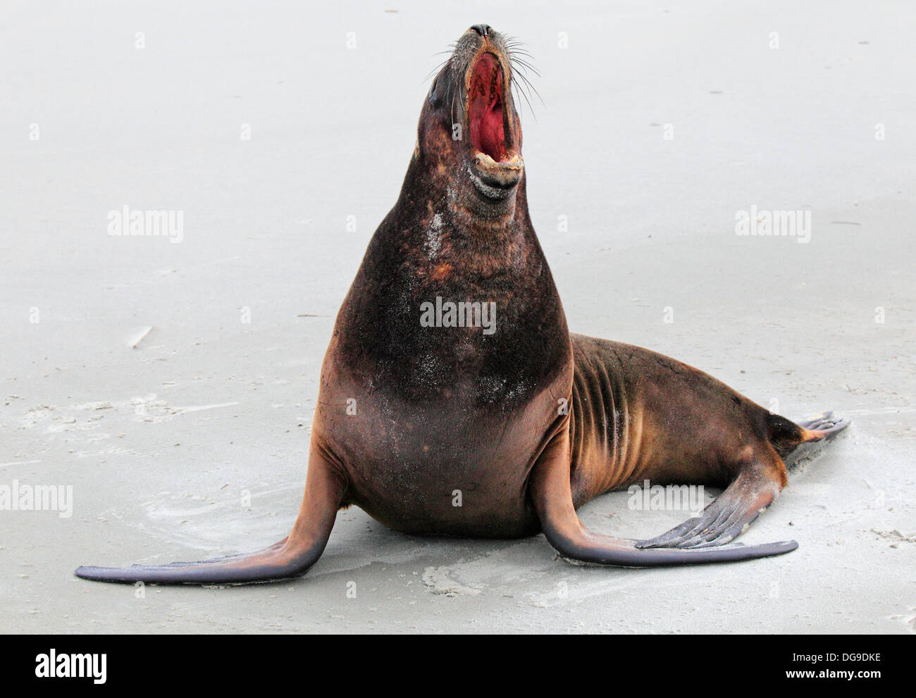 Nuova Zelanda Sea Lion (Phocarctos hookeri) Foto Stock