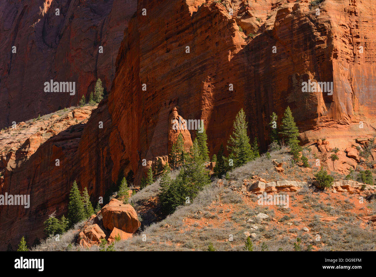 Alberi di pino e scogliere di arenaria, Kolob Canyon, il Parco Nazionale di Zion, Utah, Stati Uniti d'America Foto Stock