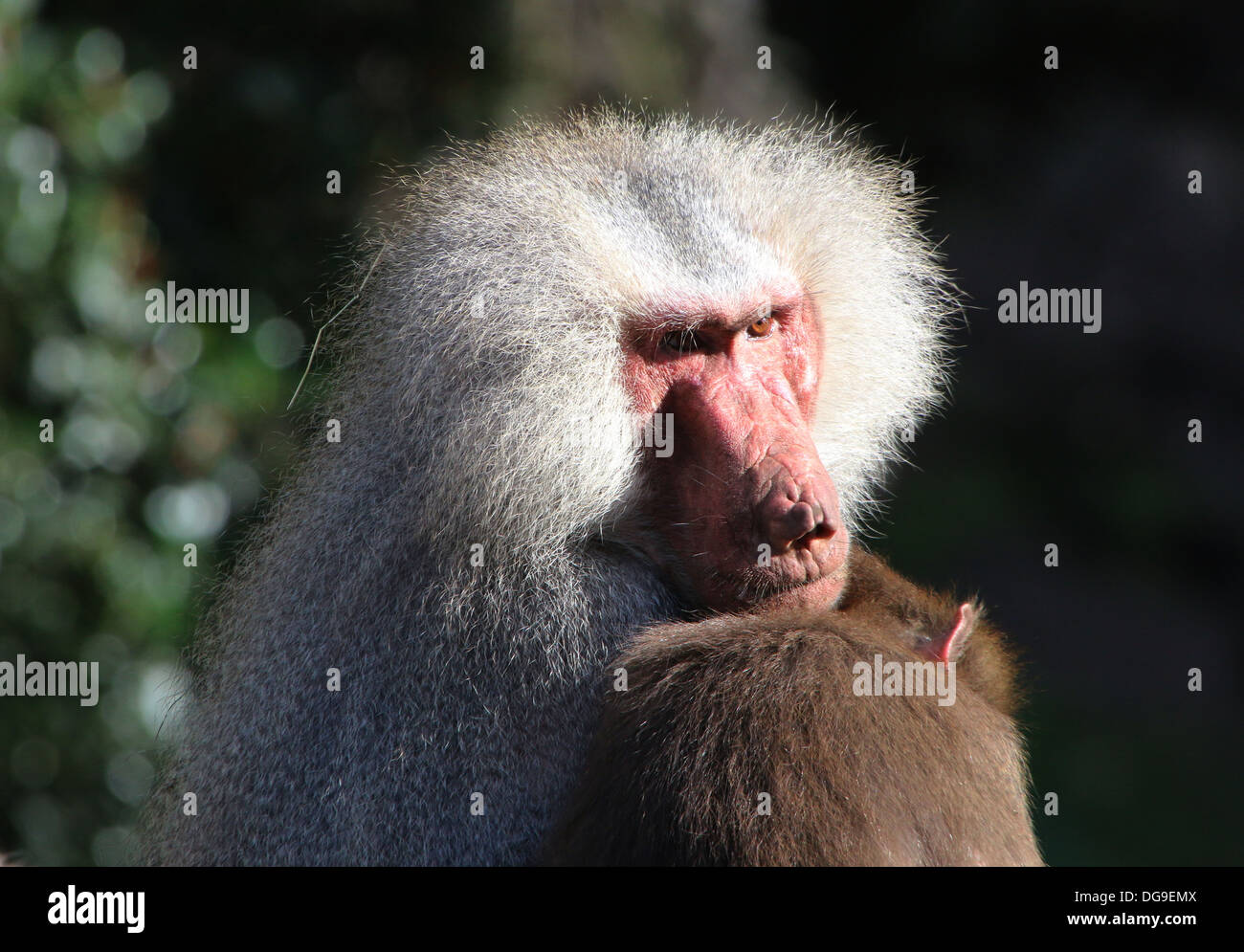 Maschio maturo Hamadryas baboon (Papio hamadryas) close-up Foto Stock