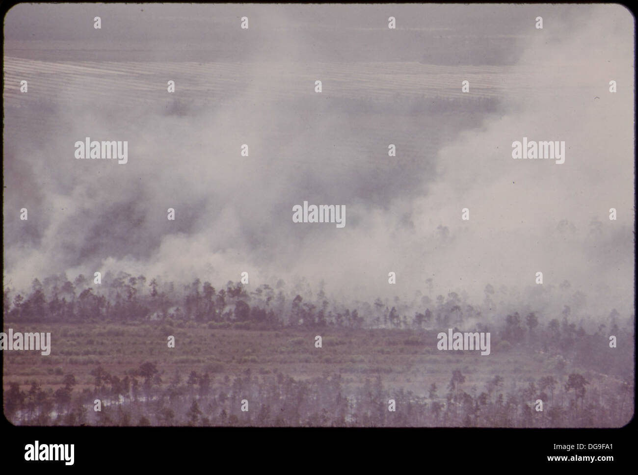 Un incendio boschivo nelle Everglades, situato nella contea di Collier, con preoccupazioni sollevate circa il ruolo dei canali di drenaggio nell'esacerbare la diffusione e l'intensità dell'incendio. Foto Stock Un incendio boschivo nelle Everglades, situato nella contea di Collier, con preoccupazioni sollevate circa il ruolo dei canali di drenaggio nell'esacerbare la diffusione e l'intensità dell'incendio. Foto Stock