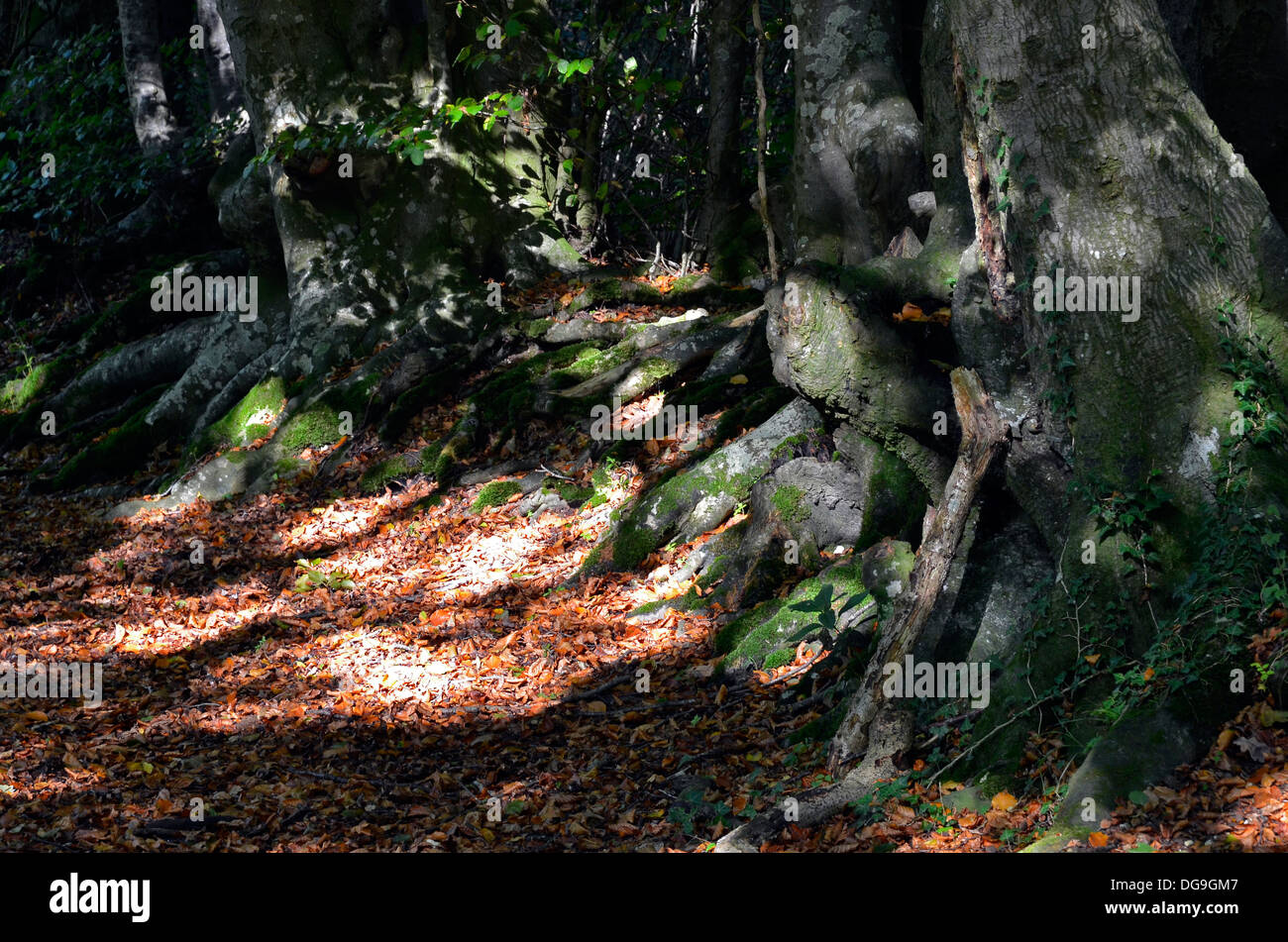 In legno di faggio a Farley Mount Country Park vicino a Winchester, Hampshire con alberi di sole sul tappeto di foglie cadute. Foto Stock