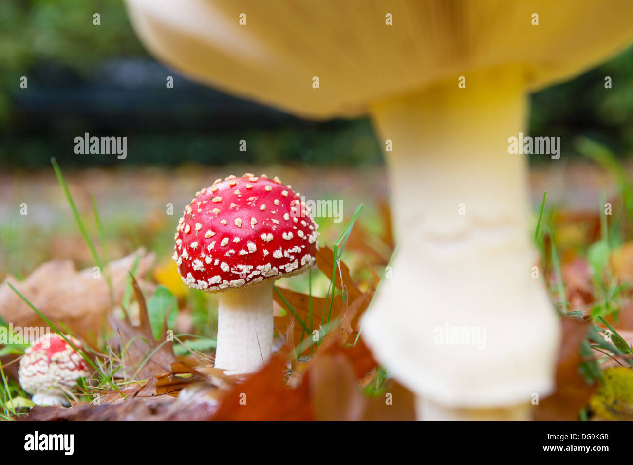 Gruppo di volare agarics nella foresta di autunno Foto Stock