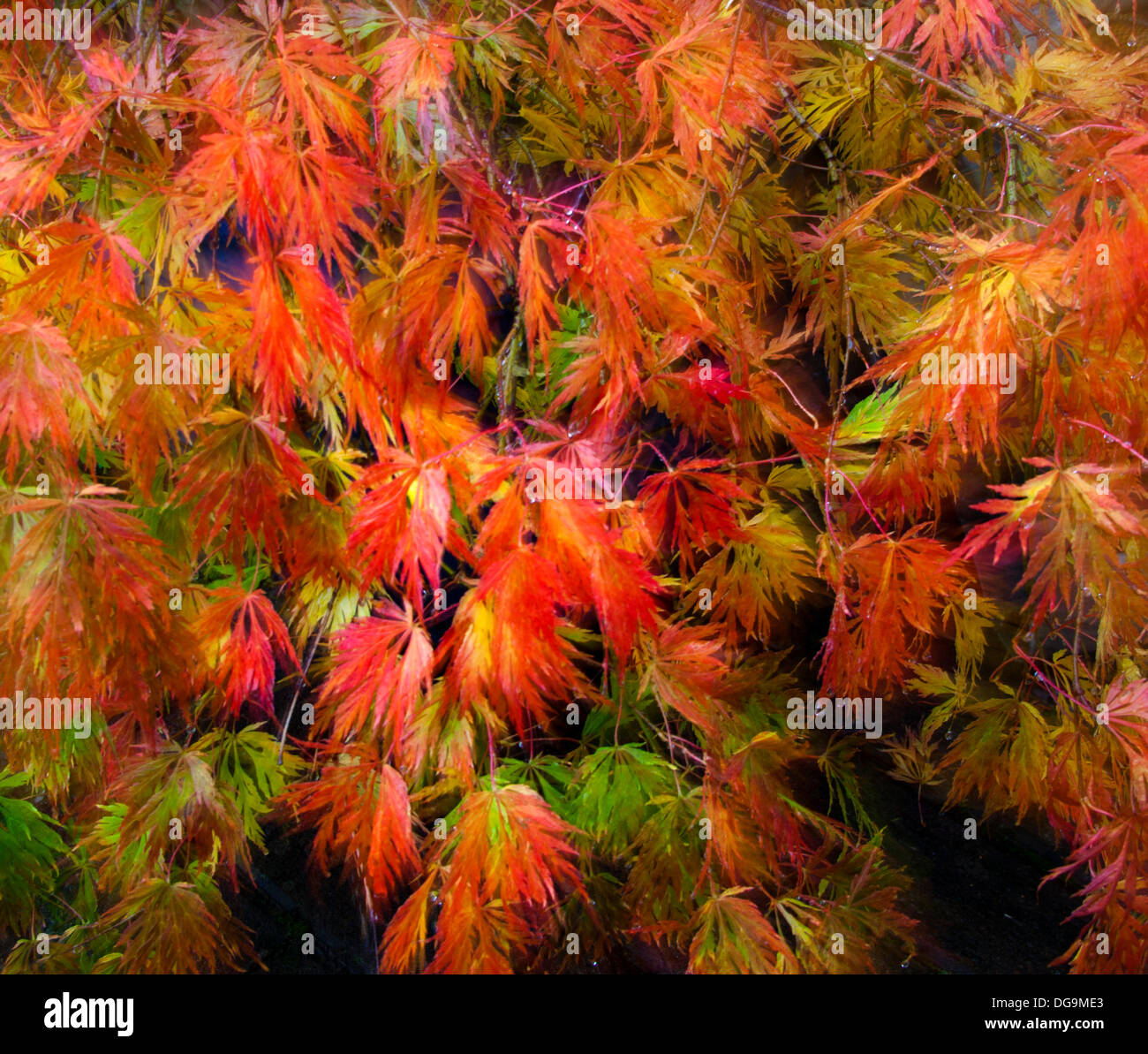 Edimburgo, Scozia UK, 17 ott 2013. Questo Acero giapponese (Acer palmatum dissectum) presenta arroccato su fino a metà ottobre per fornire un esplosione di colore rosso, giallo e arancio che viene evidenziata dal fotografo utilizzando un effetto zoom. Sebbene le foglie degli alberi nel Regno Unito come la betulla e il platano hanno cambiato colore e spargere le foglie in anticipo come già a metà settembre a causa di questo anno di estate secca. Foto Stock
