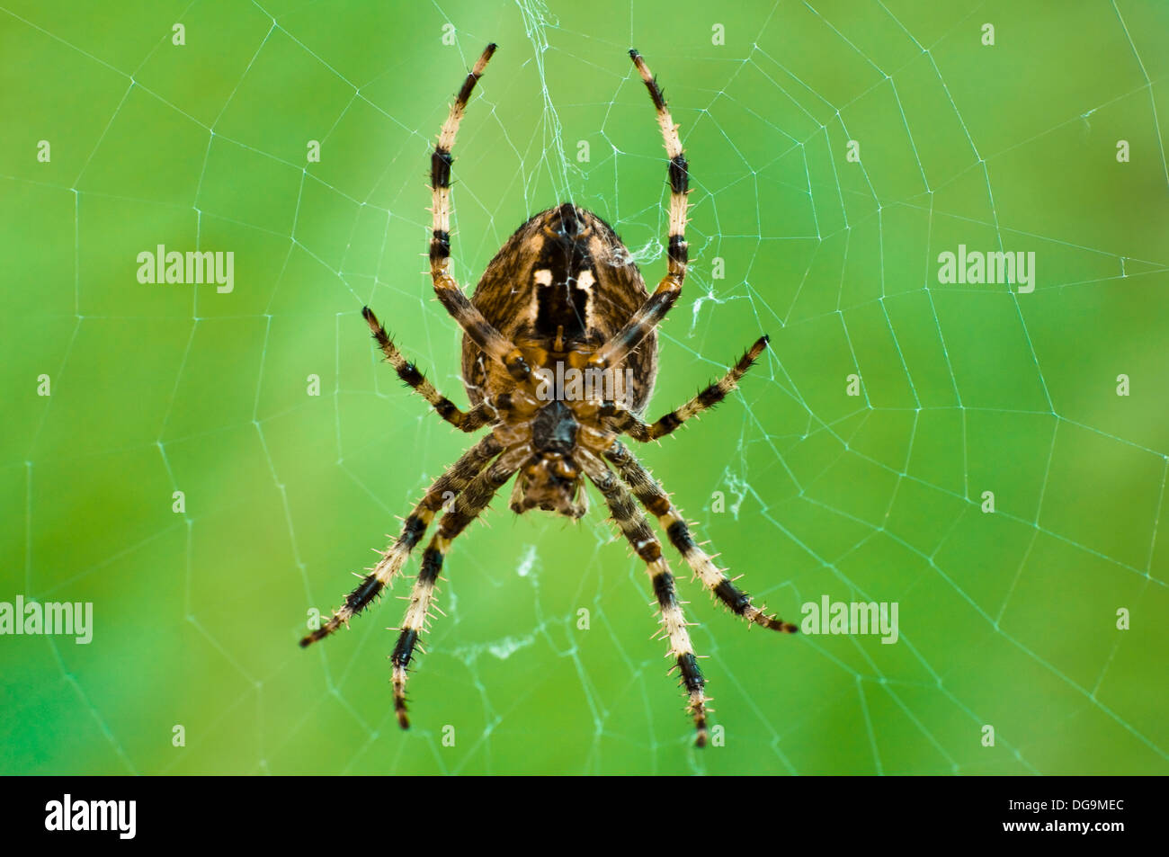 Un close up macro fotografia di un giardino comune orb spider nel ... Descrizione di un giardino