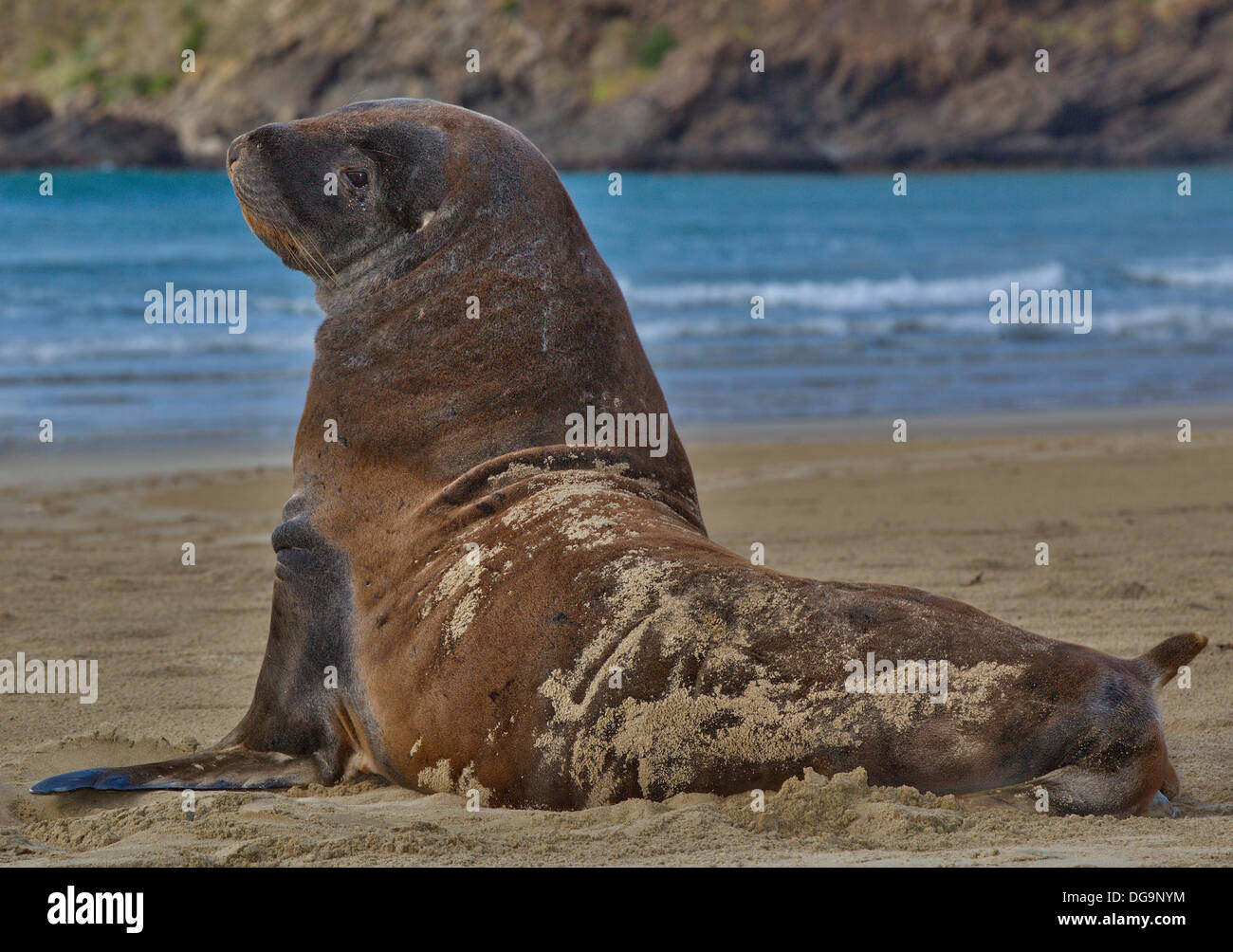 Nuova Zelanda Sea Lion (Phocarctos hookeri) Foto Stock