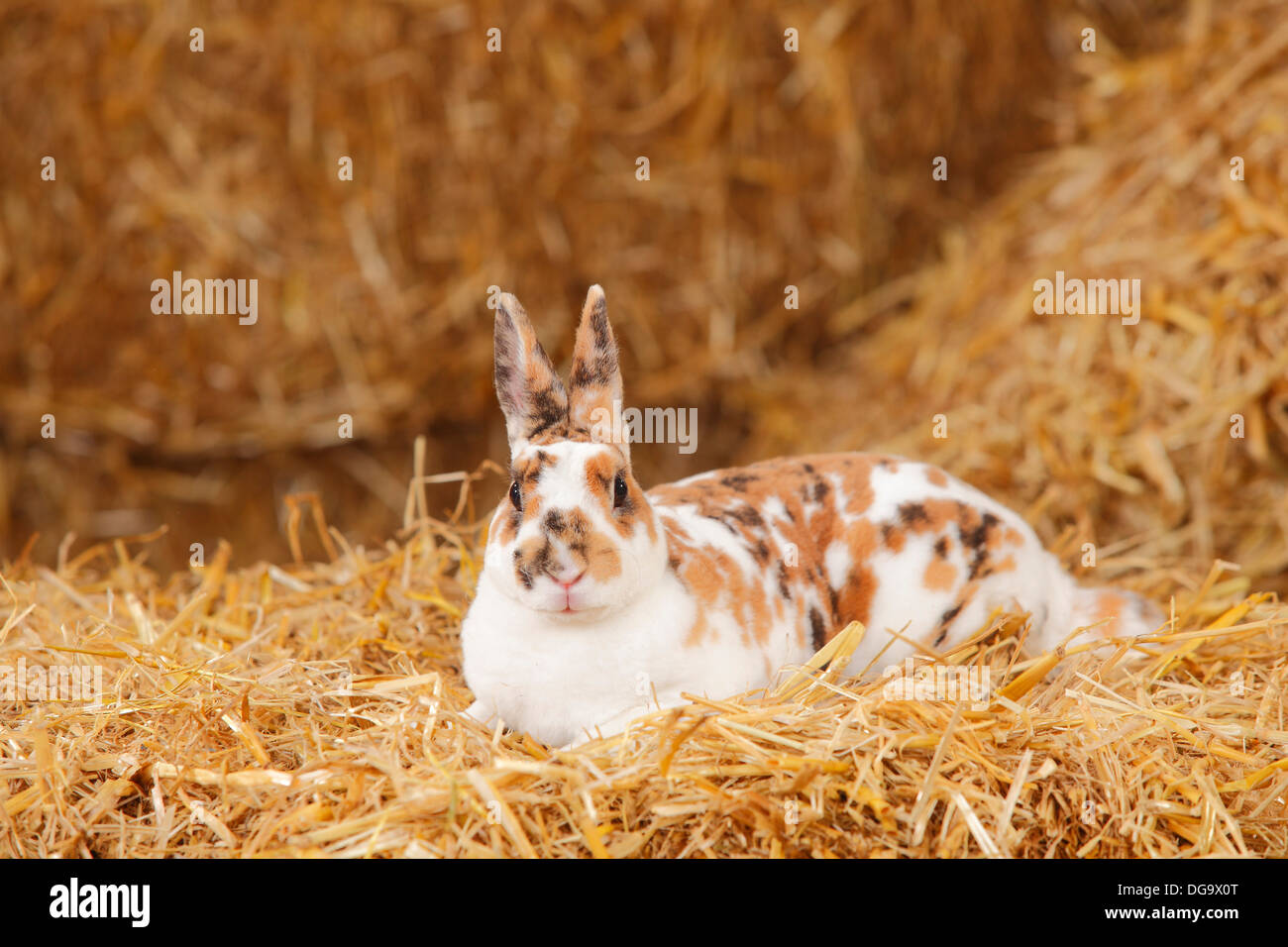 Rex Dwarf Rabbit, tricolore della Dalmazia Foto Stock