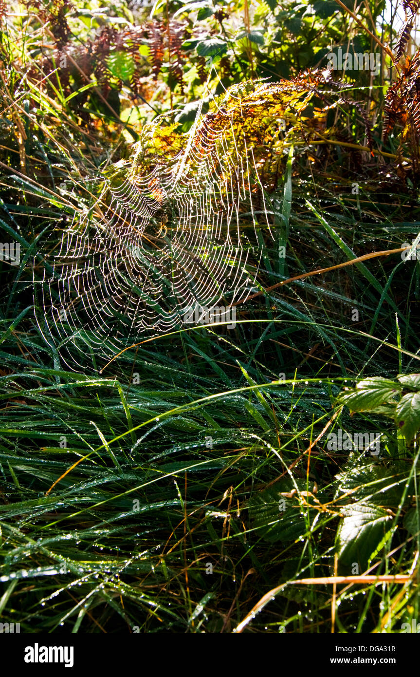 La mattina presto la rugiada rifratta sul web ragni tra i colori autunnali in un irlandese rurale siepe. Foto Stock