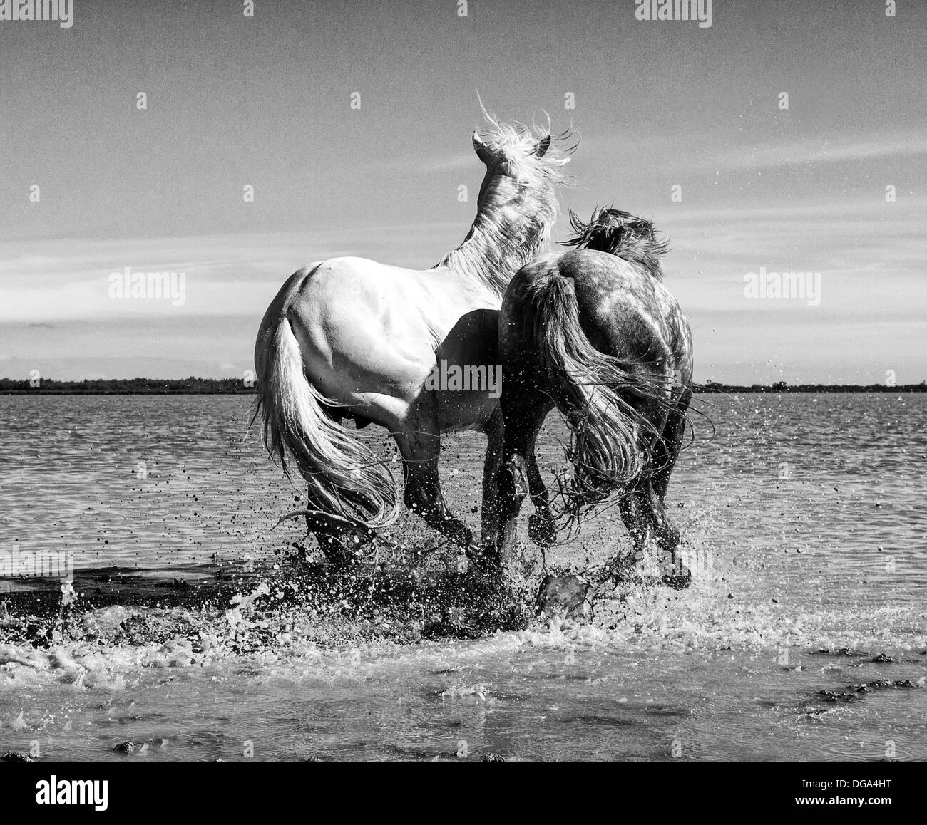 Camargue cavalli selvaggi Foto Stock