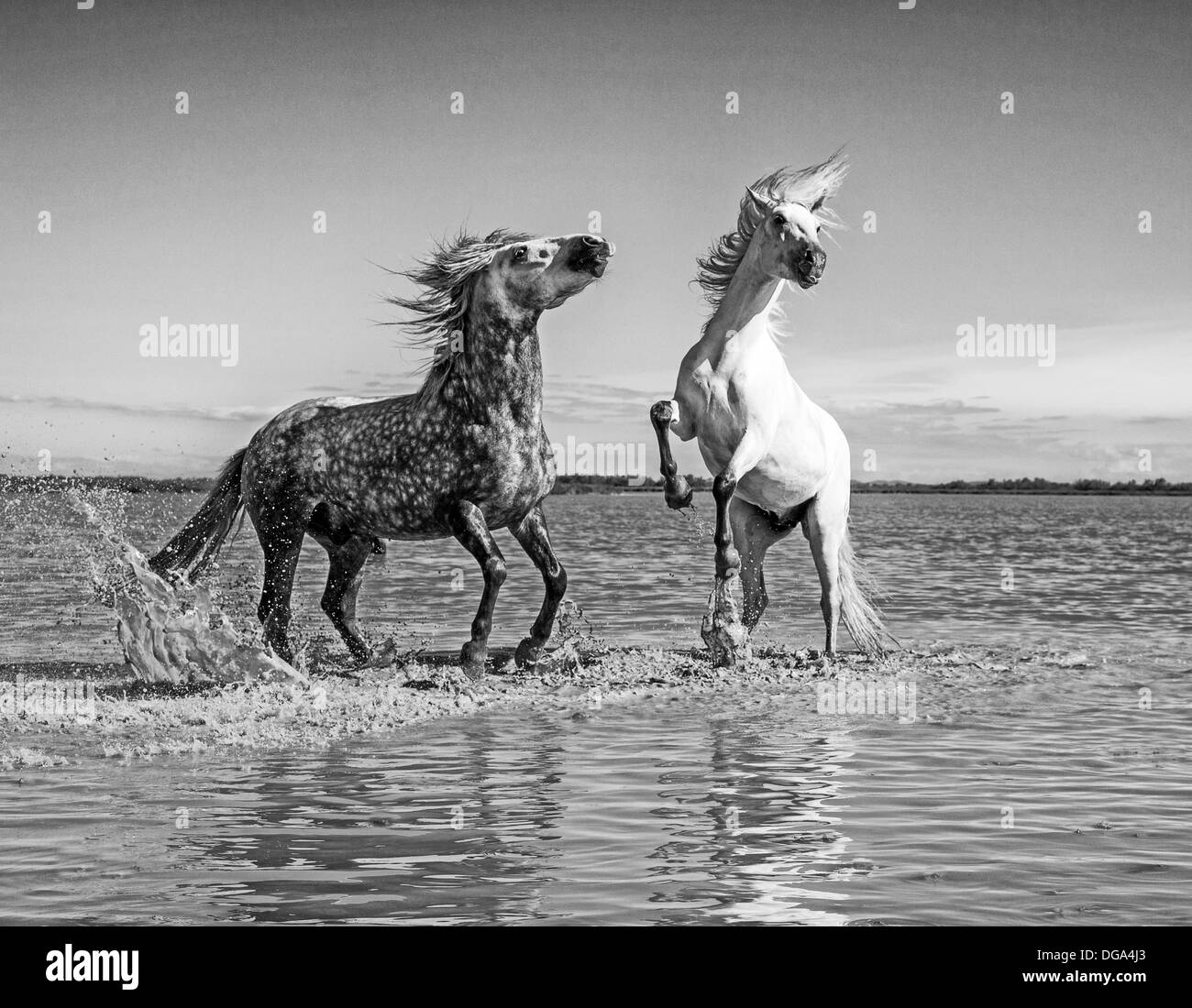 Cavalli selvaggi, la Camargue Foto Stock