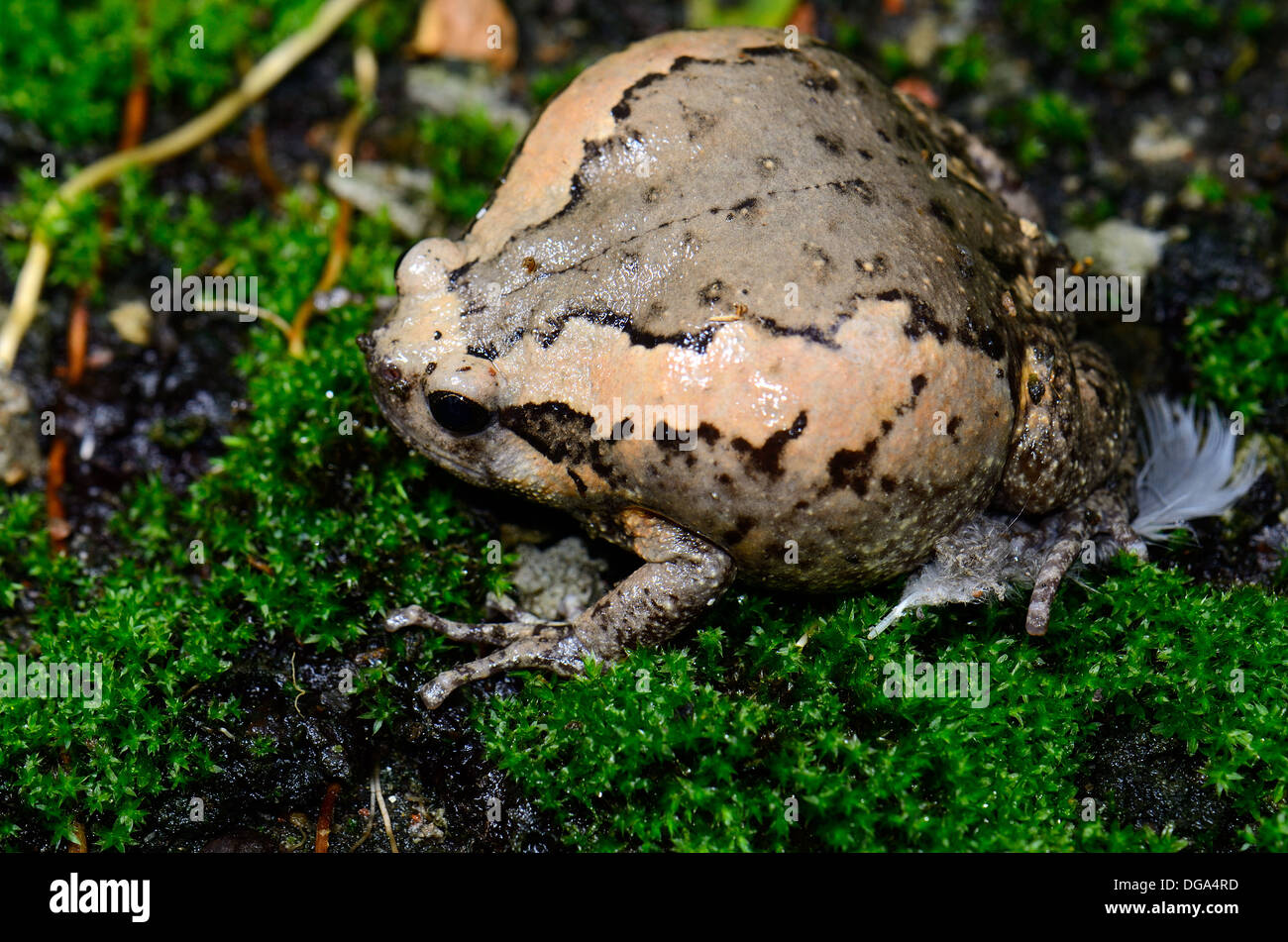 Bellissima femmina Bullfrog verniciata (Kaloula pulchra) sul terreno Foto Stock
