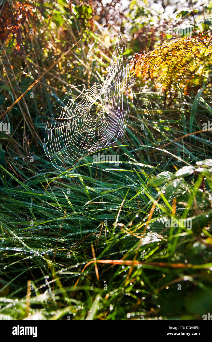 Rifrattori Rugiada di mattina presto sun su una spider web Foto Stock
